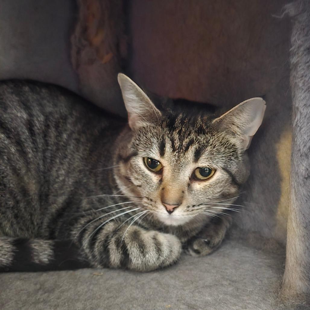 Daisy, Adoptable, Adult Female Domestic Short Hair.