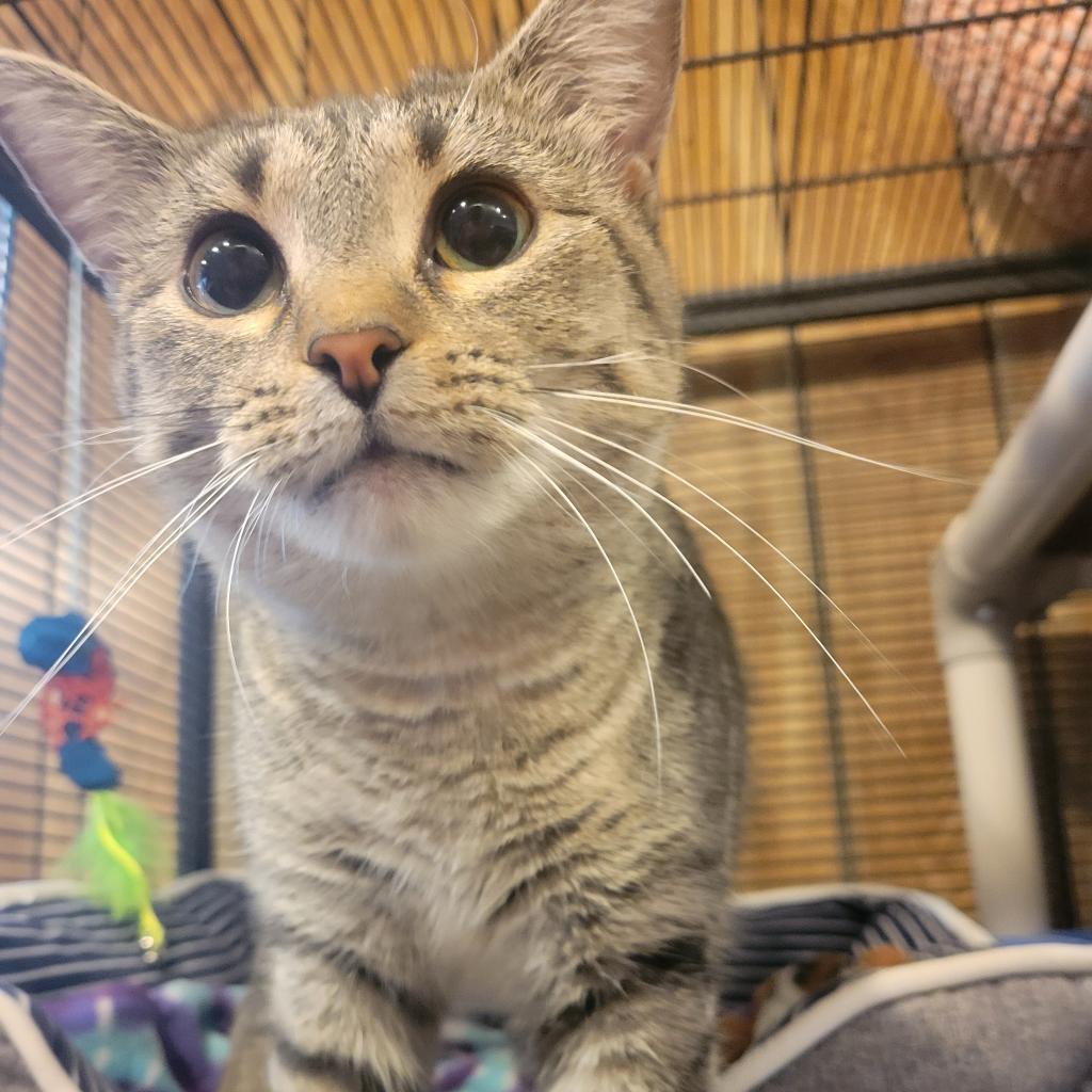 Enlarge Daisy, a Adoptable Domestic Short Hair in Hanna City, IL image 2/3