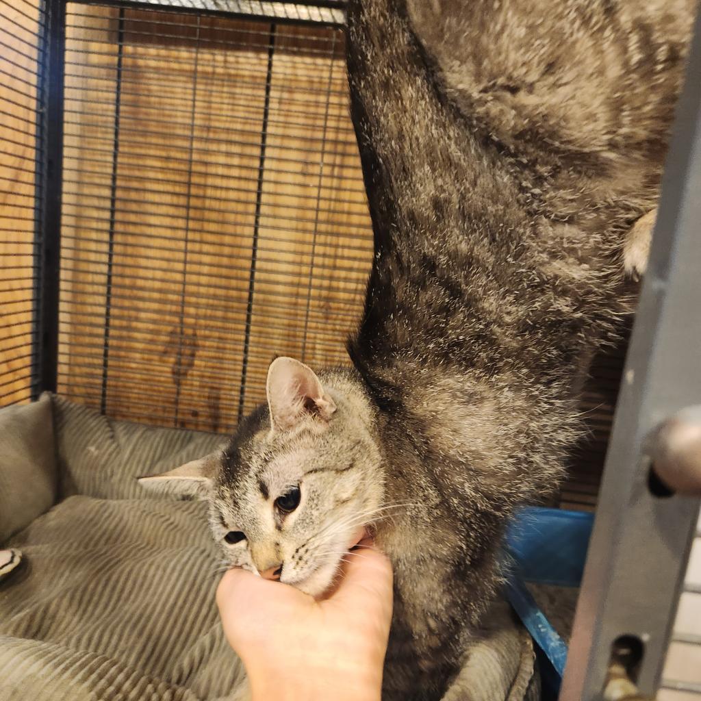 Enlarge Daisy, a Adoptable Domestic Short Hair in Hanna City, IL image 3/3