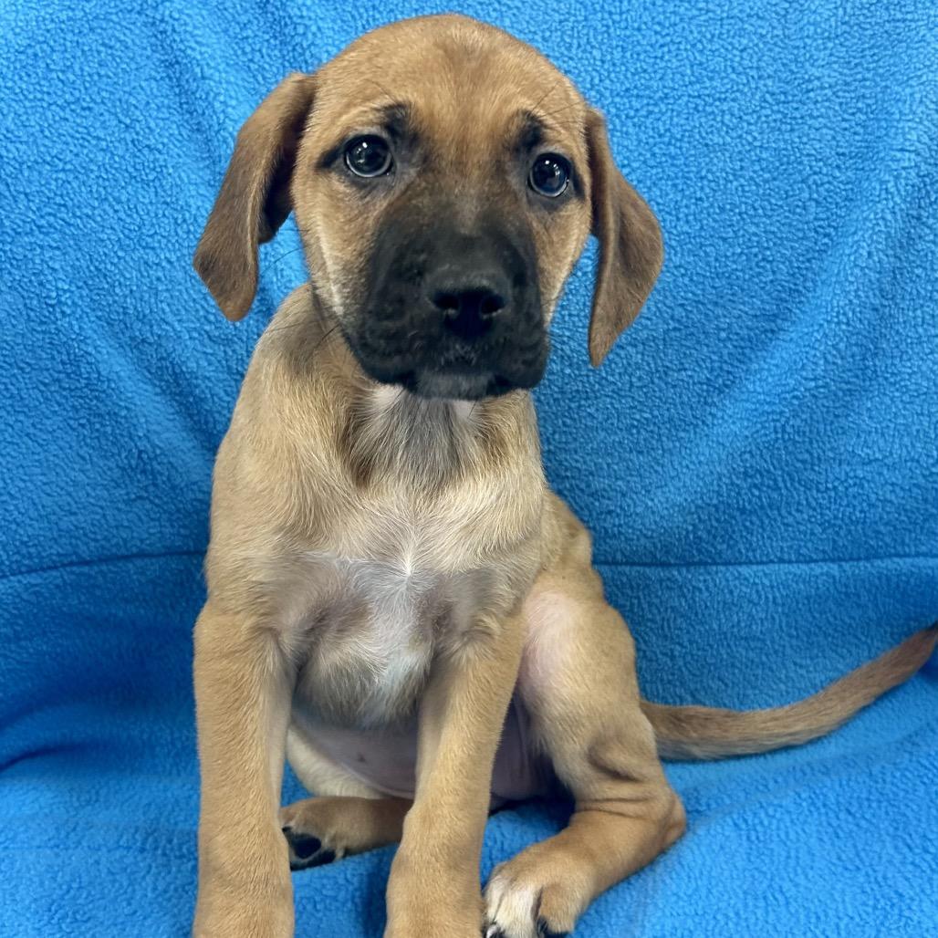 Enlarge Java, a Adoptable Labrador Retriever in St Joseph, MO image 1/1