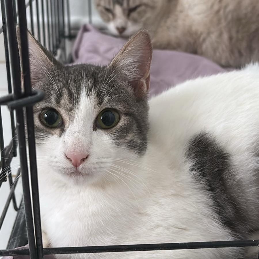 Flora, an adoptable Domestic Short Hair in San Juan, PR_image-1