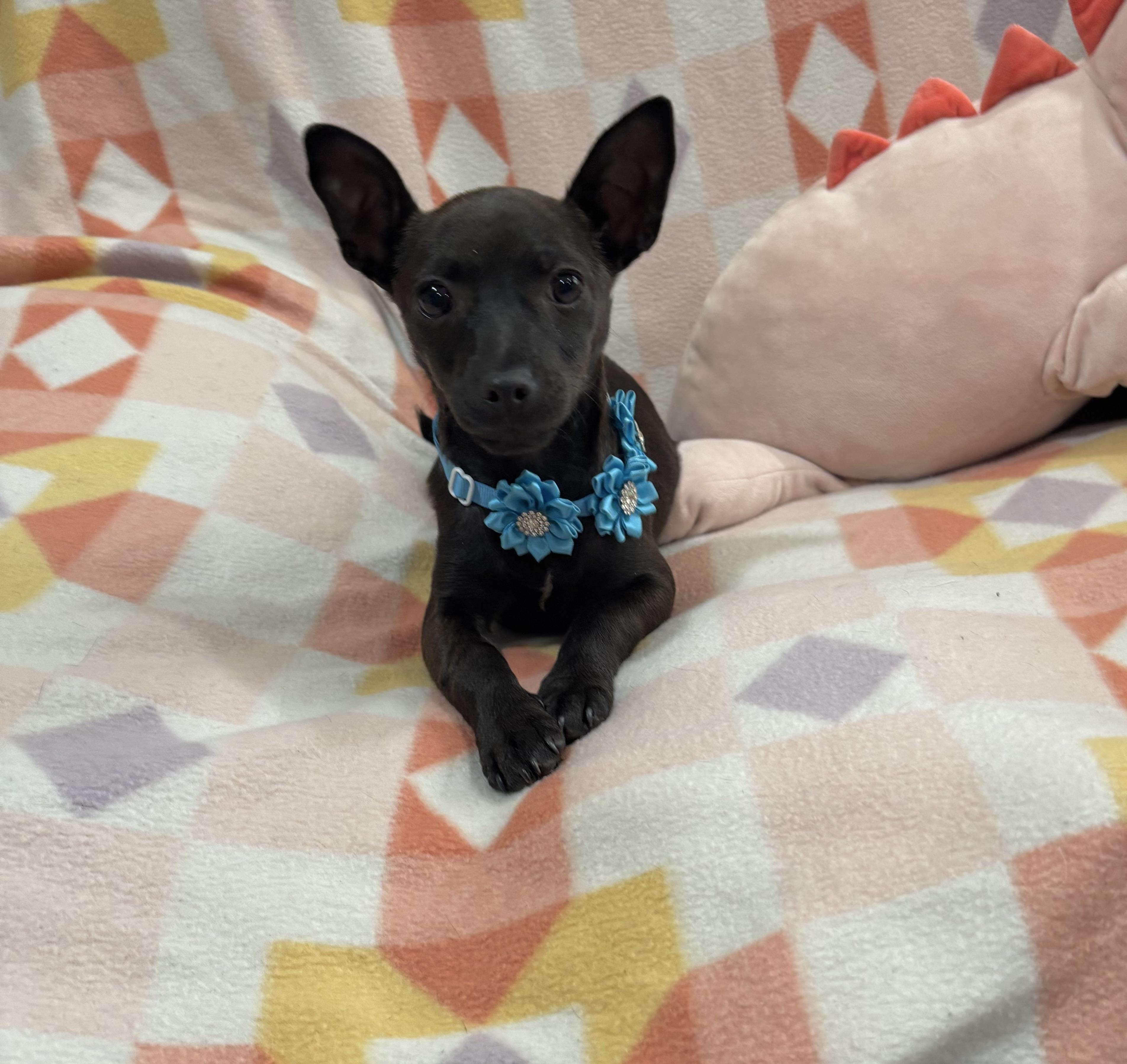 Enlarge Gretel, an adopted mixed breed in Foster, OR image 2/6