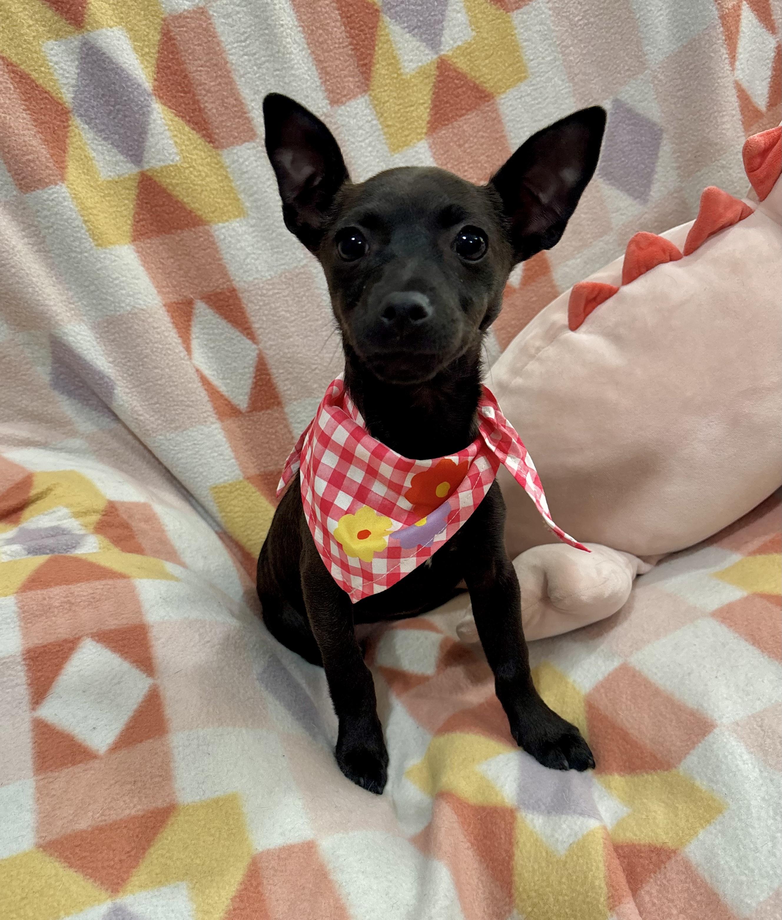 Gretel, adopted, Puppy Female Chiweenie.