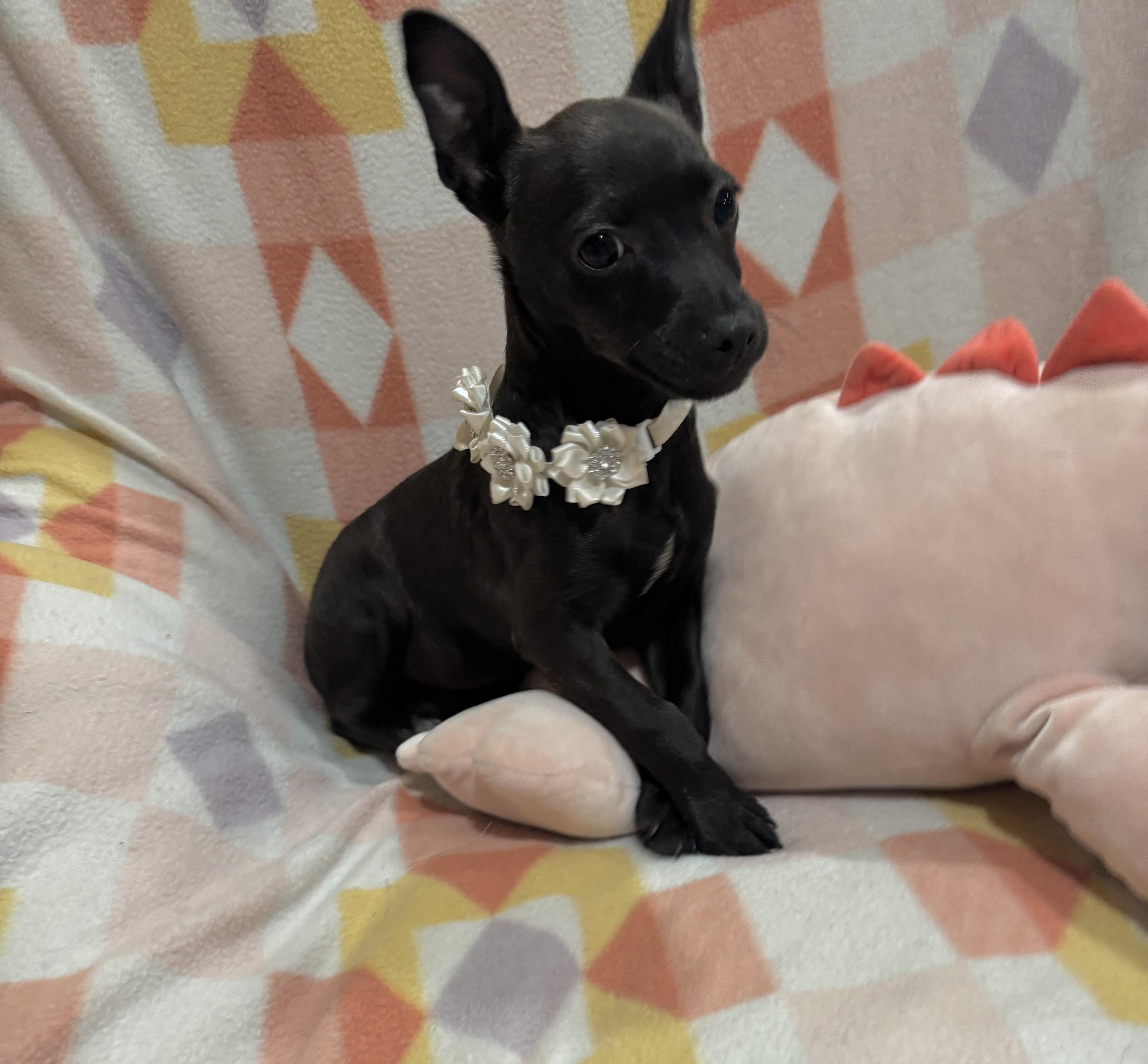 Enlarge Gretel, an adopted mixed breed in Foster, OR image 5/6