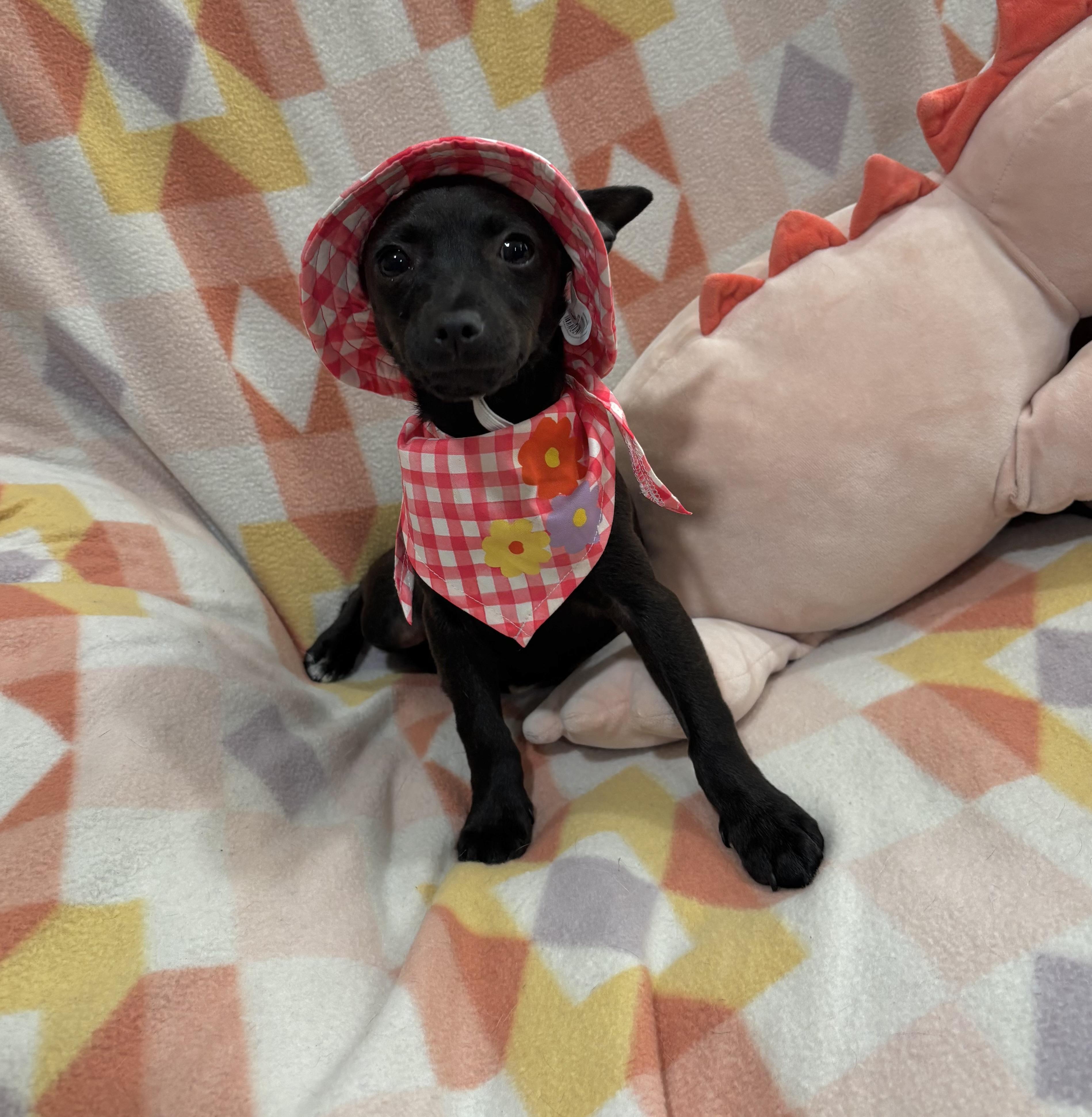 Enlarge Gretel, an adopted mixed breed in Foster, OR image 6/6