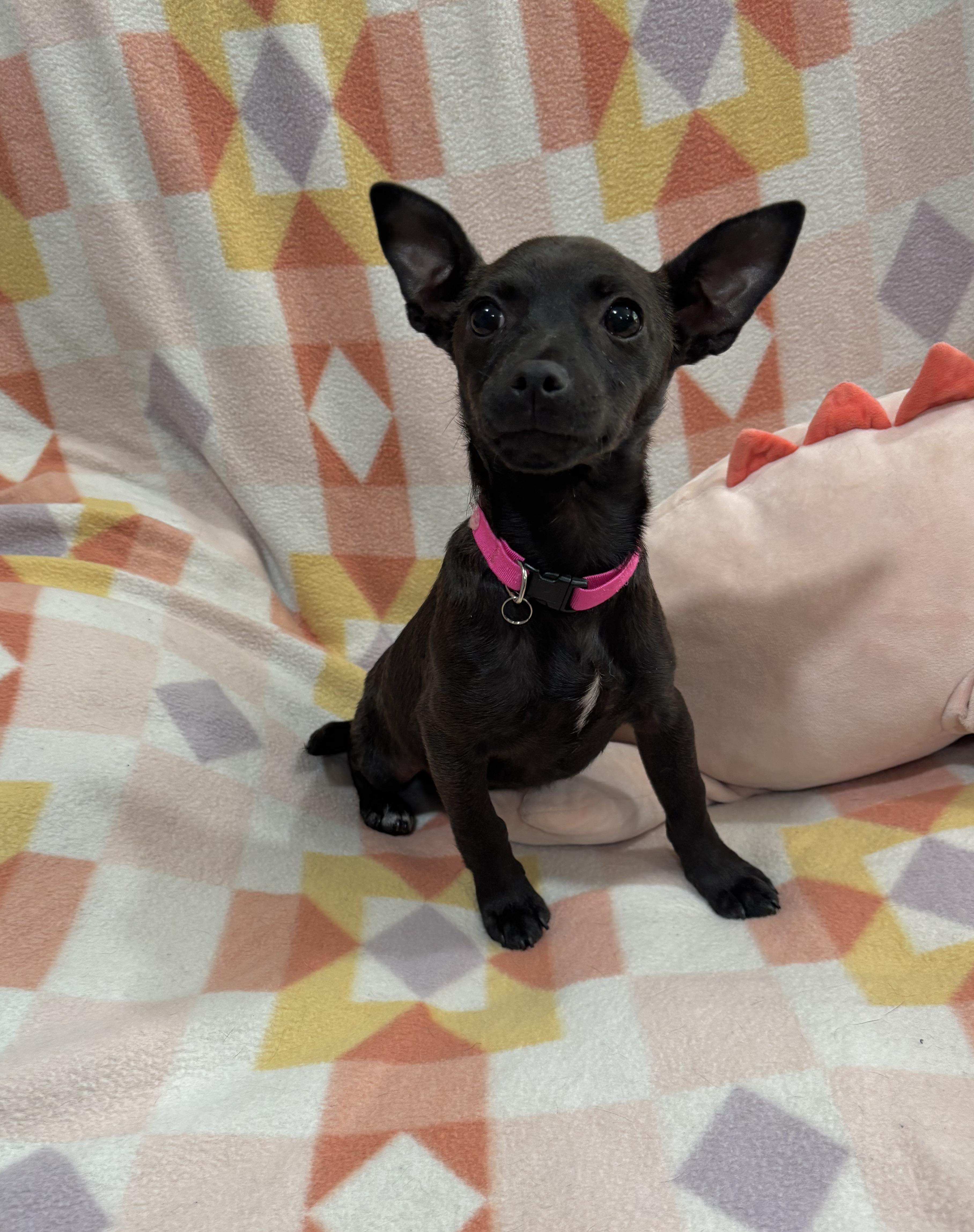 Enlarge Gretel, an adopted mixed breed in Foster, OR image 3/6