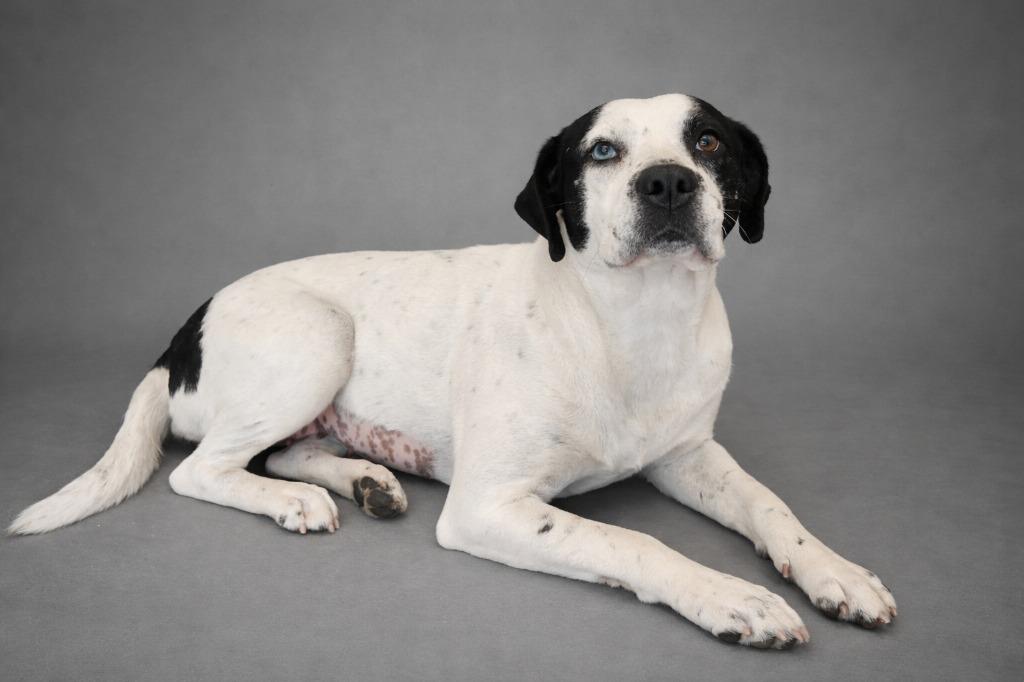 Lilly, Adopted, Young Female Catahoula Leopard Dog.