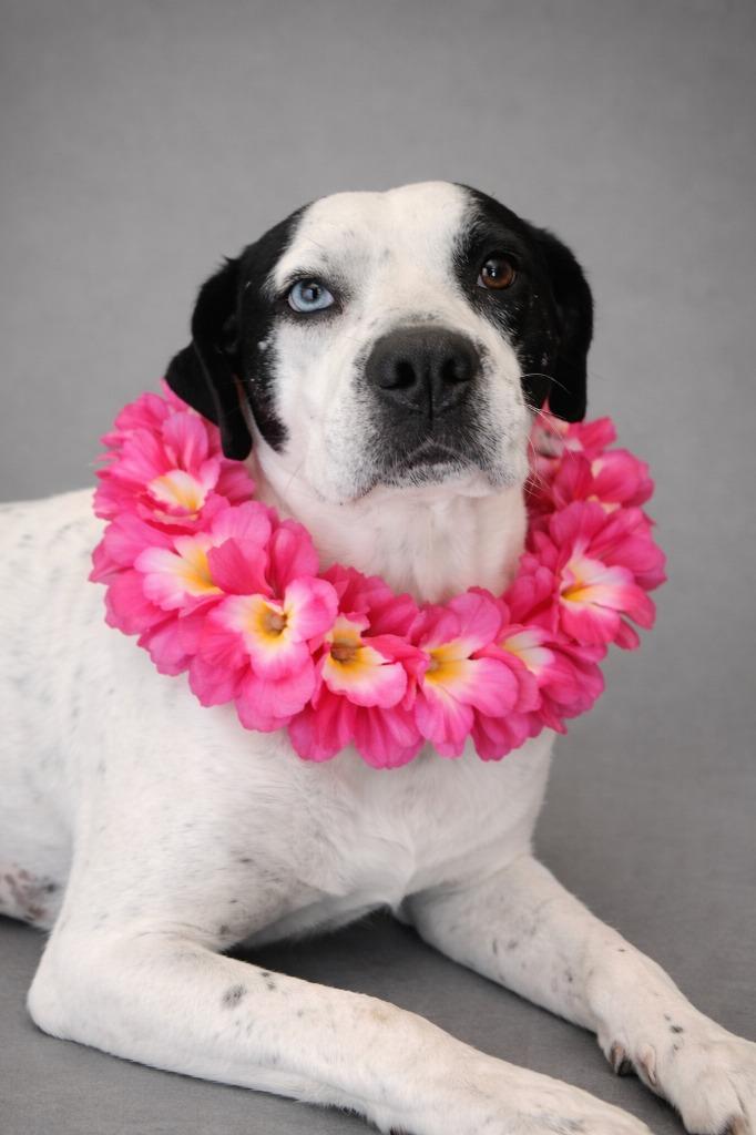 Enlarge Lilly, a Adopted Catahoula Leopard Dog in Hardeeville, SC image 2/2