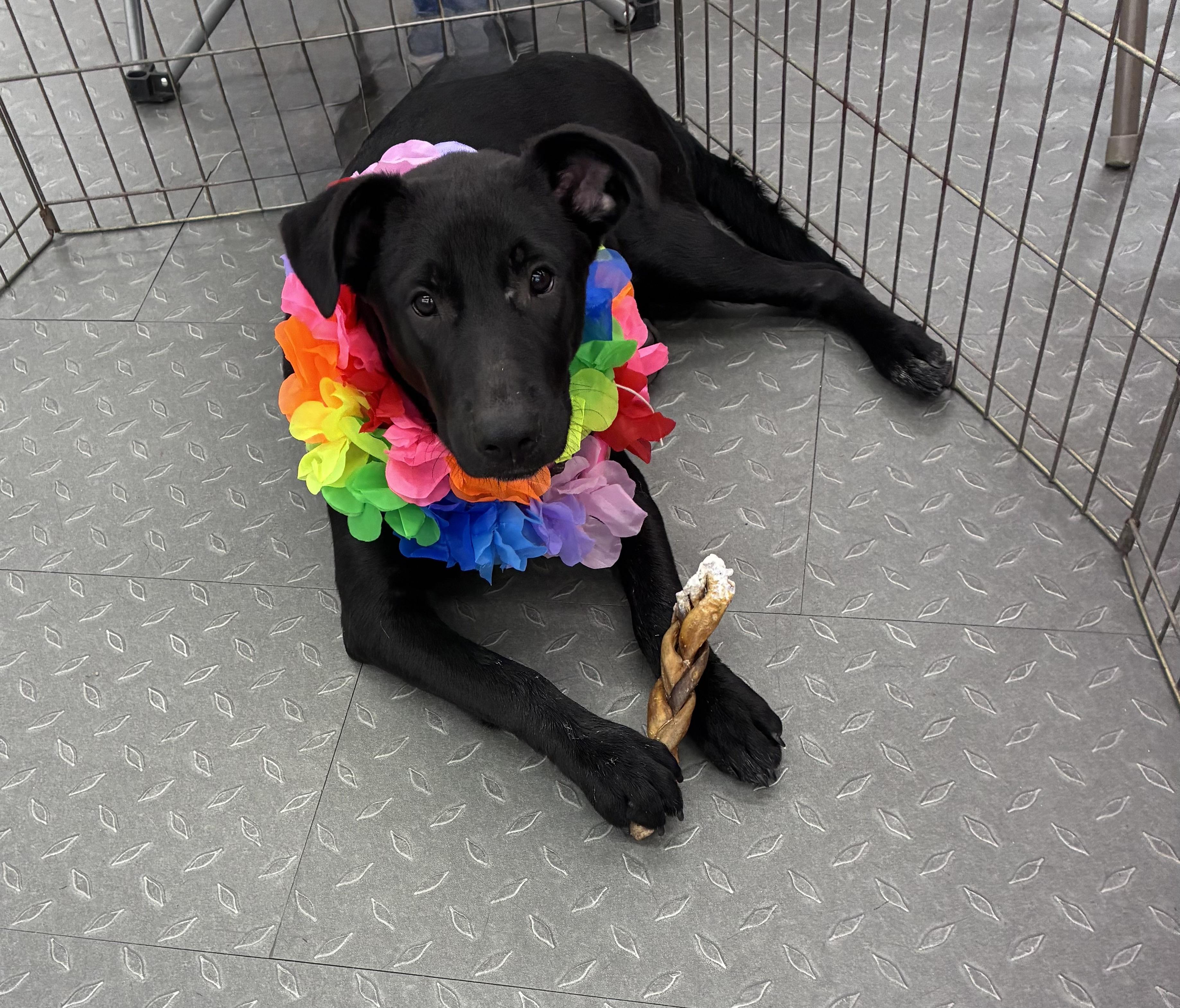 Bria, Adoptable, Young Female Mixed Breed.