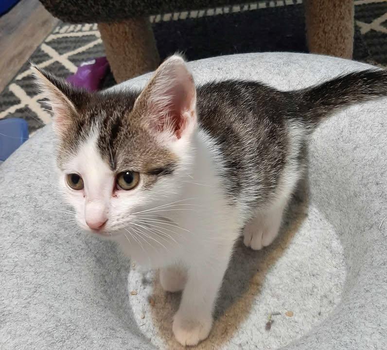 Enlarge Gum Drop, an adopted Domestic Short Hair in Webster City, IA image 1/1