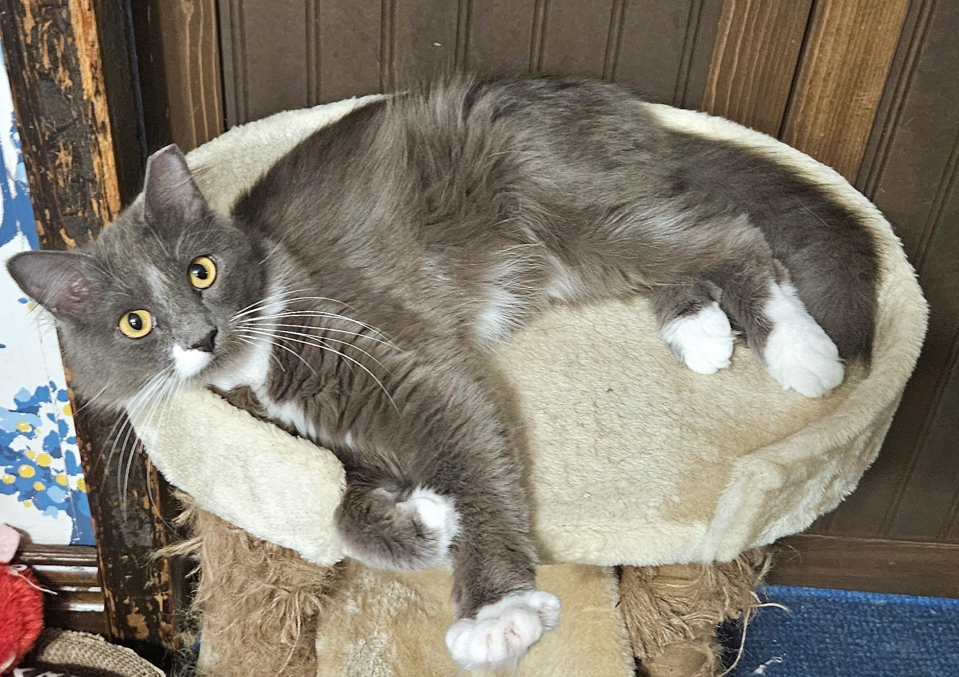 Peter, Adopted, Adult Male Domestic Short Hair.