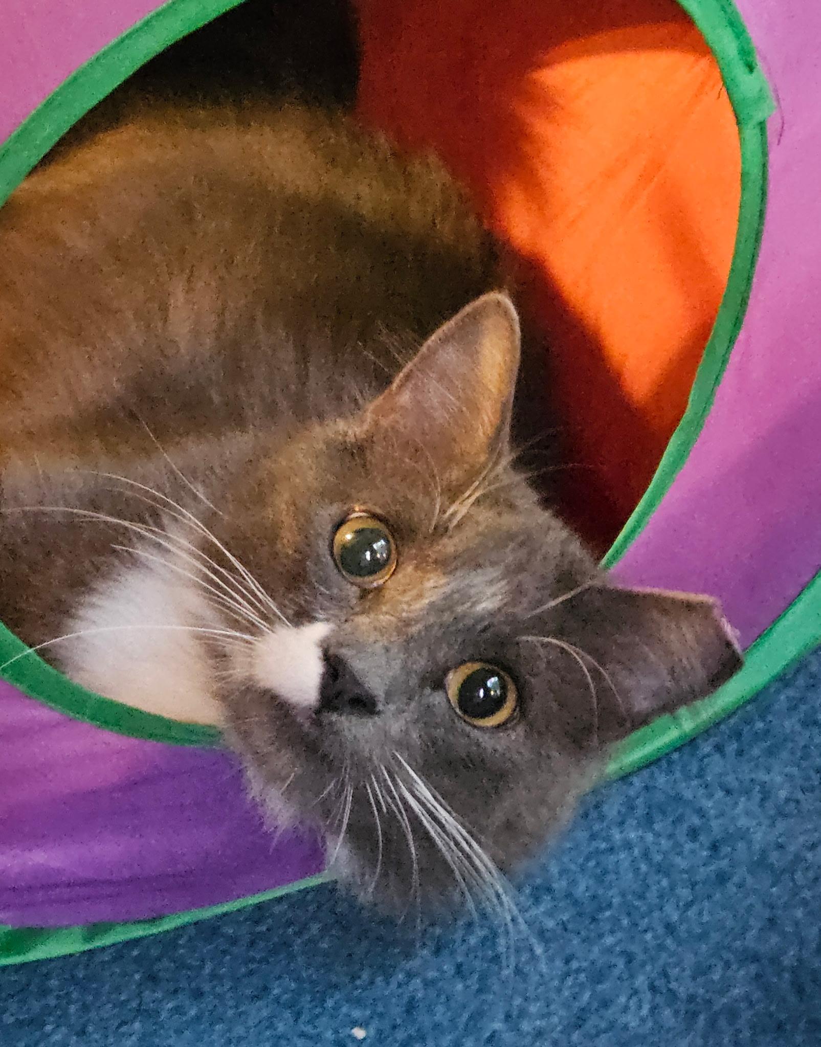 Peter, a Adopted Domestic Short Hair in North Platte, NE image 2/3