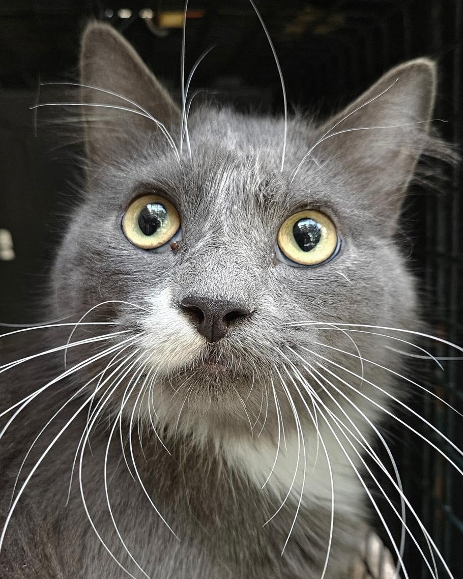 Peter, Adopted, Adult Male Domestic Short Hair.