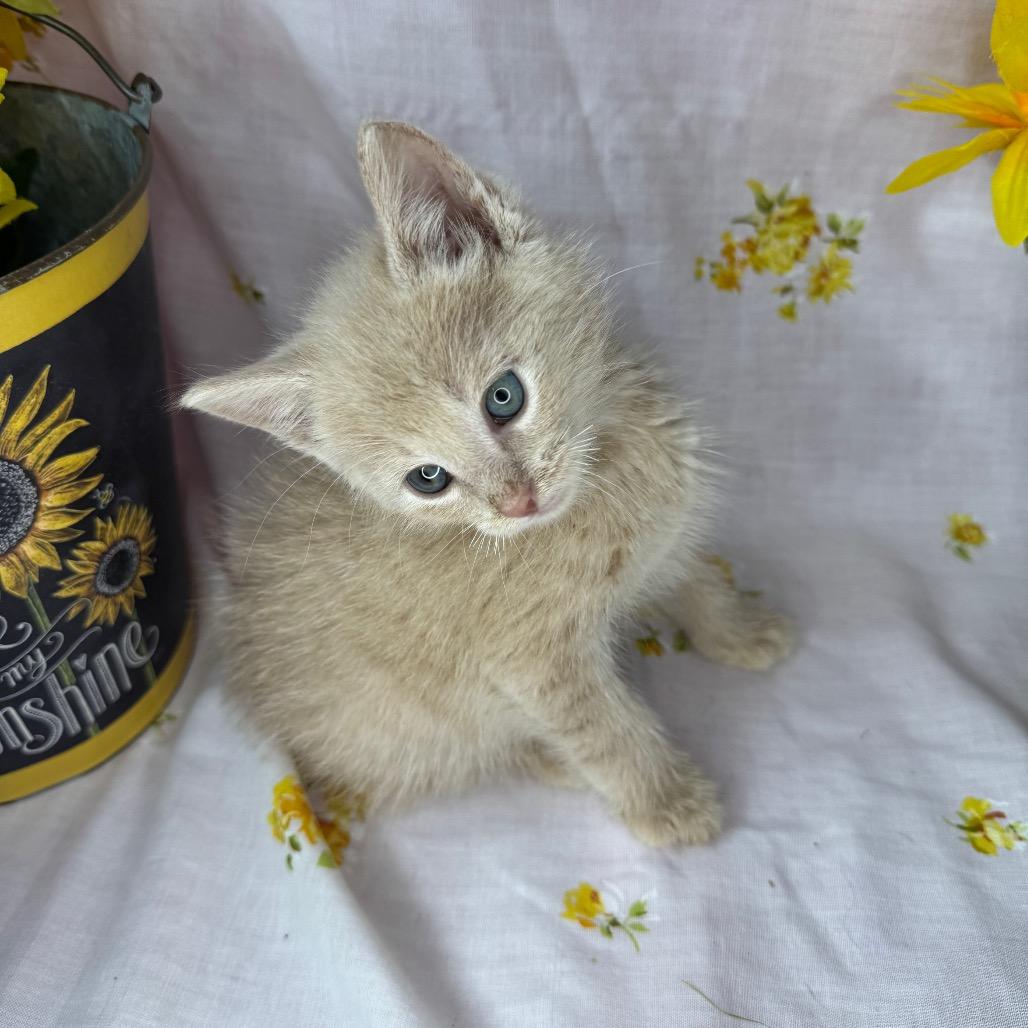 Kirk, Adoptable, Kitten Male Domestic Short Hair.