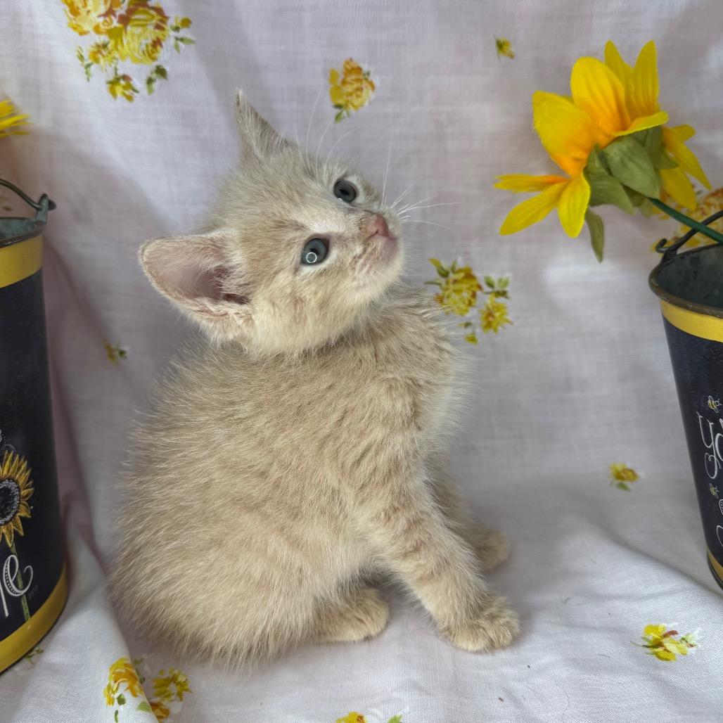 Enlarge Kirk, a Adoptable Domestic Short Hair in Mount Vernon, IL image 2/6