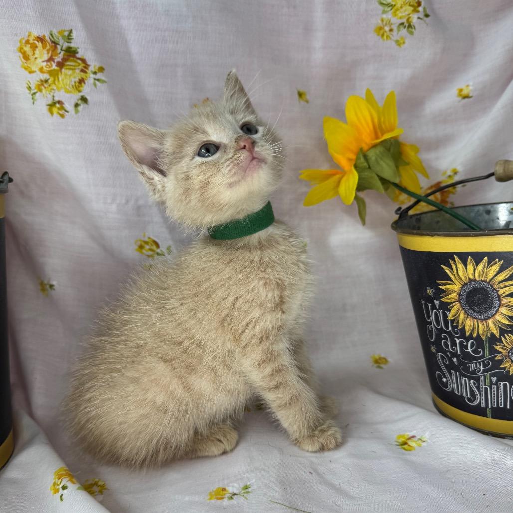 Enlarge Kirk, a Adoptable Domestic Short Hair in Mount Vernon, IL image 3/6