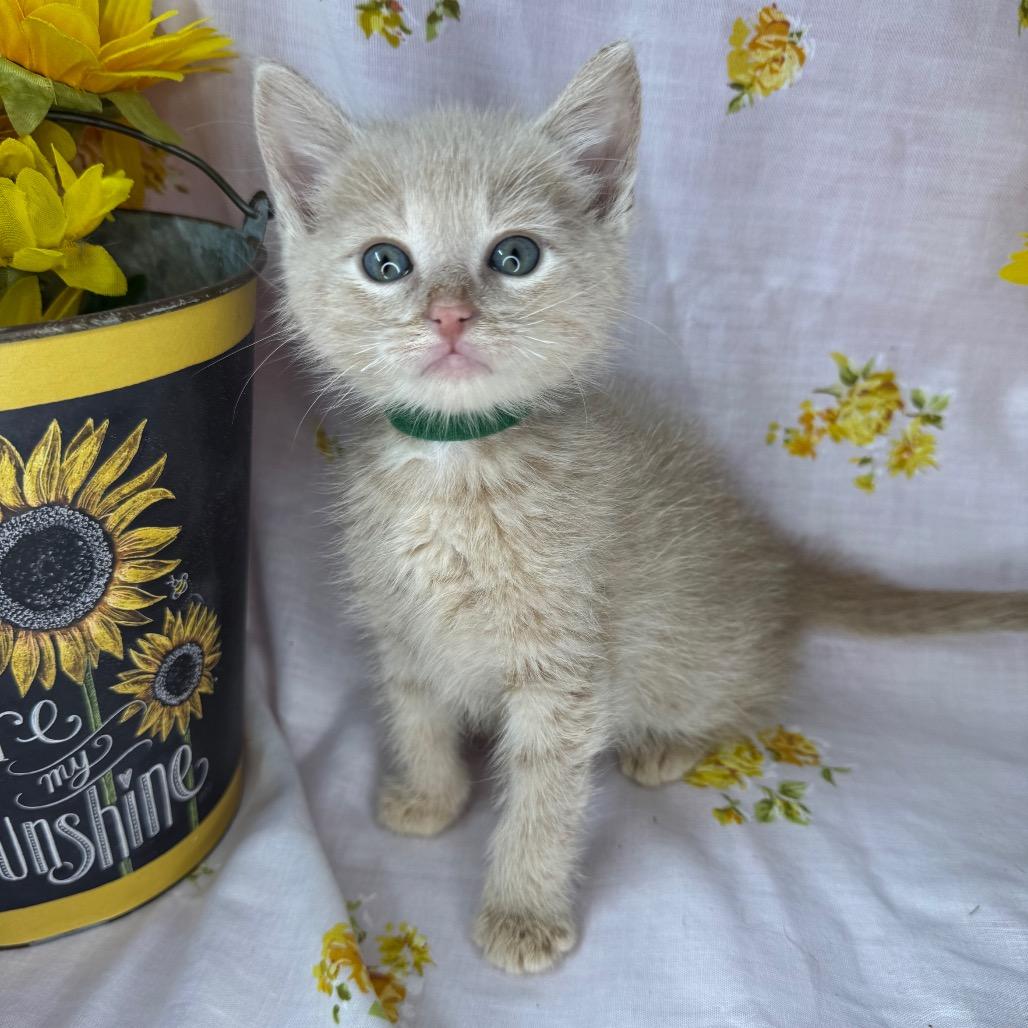 Enlarge Kirk, a Adoptable Domestic Short Hair in Mount Vernon, IL image 4/6