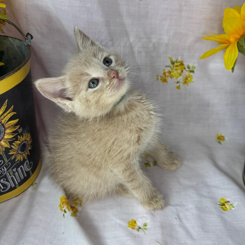 Enlarge Kirk, a Adoptable Domestic Short Hair in Mount Vernon, IL image 5/6