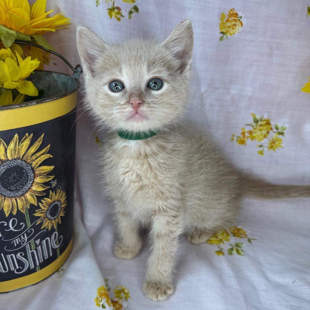 Enlarge Kirk, a Adoptable Domestic Short Hair in Mount Vernon, IL image 6/6