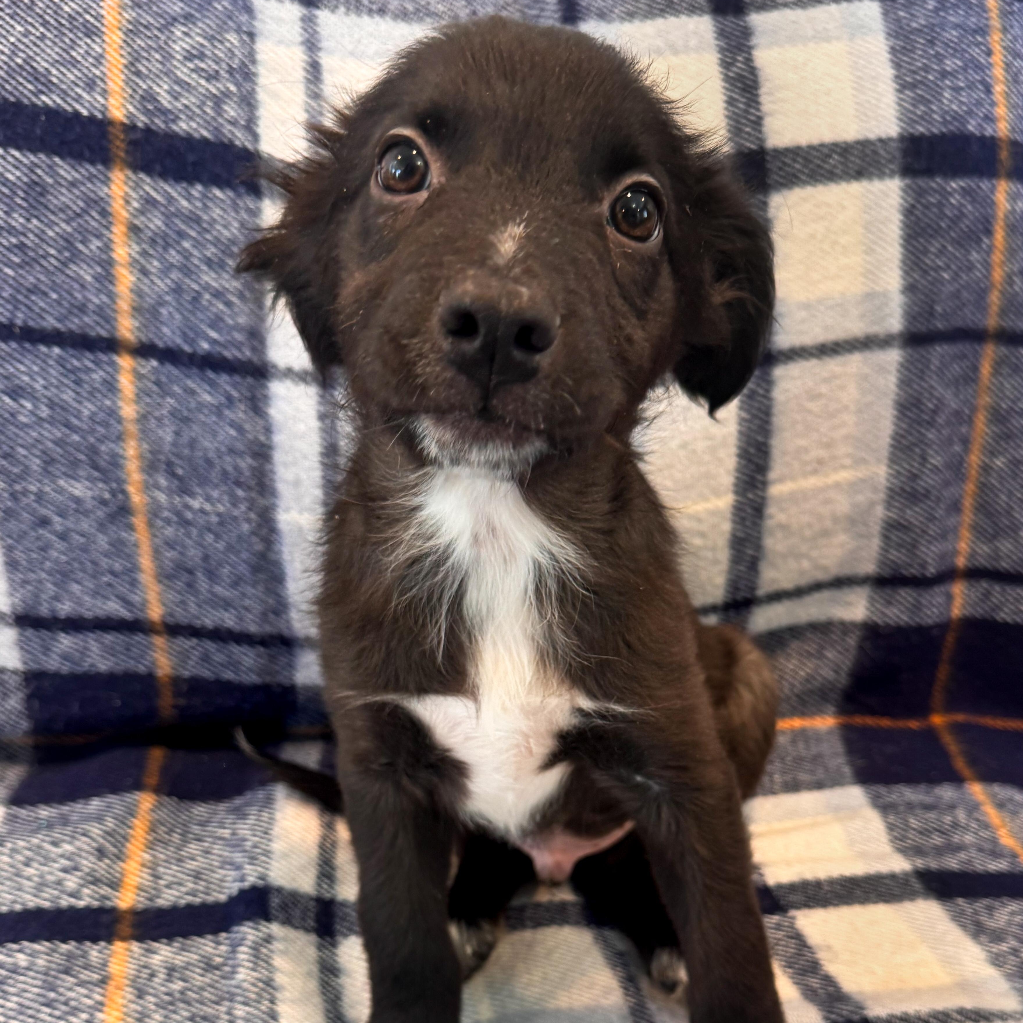 Grumpy, adopted, Puppy Male Collie & Mixed Breed.