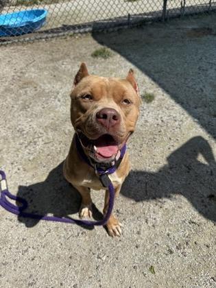 Enlarge Bright Eyes, an adoptable mixed breed in Philadelphia, PA image 3/4
