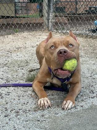 Enlarge Bright Eyes, an adoptable mixed breed in Philadelphia, PA image 2/4