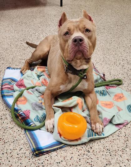 Enlarge Bright Eyes, an adoptable mixed breed in Philadelphia, PA image 4/4