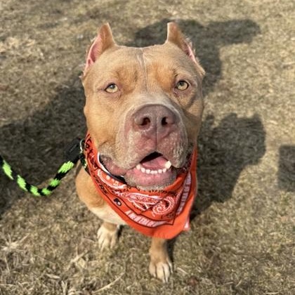 Bright Eyes, adoptable, Adult Female Mixed Breed.