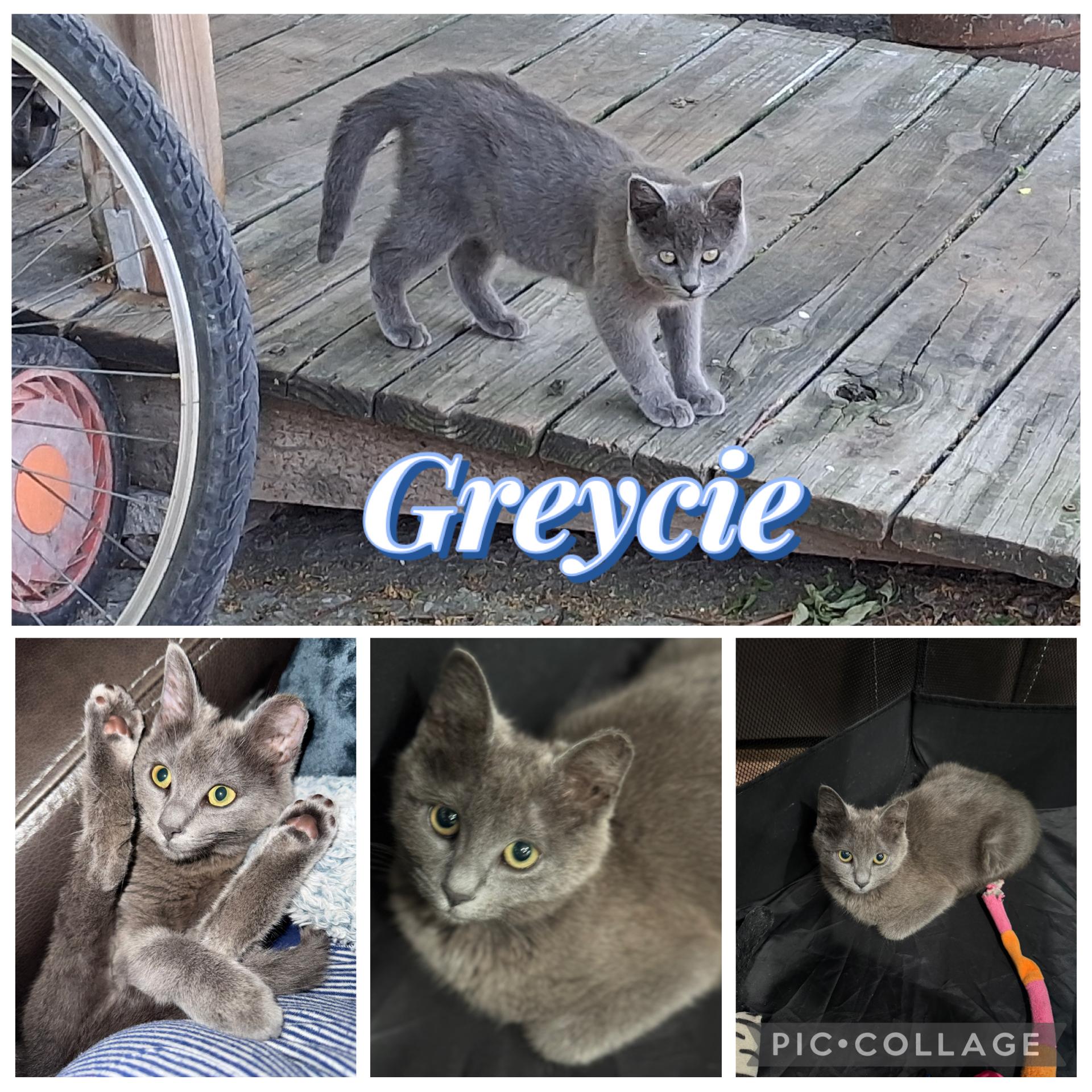GREYCIE, ADOPTABLE, Kitten Female Domestic Short Hair.