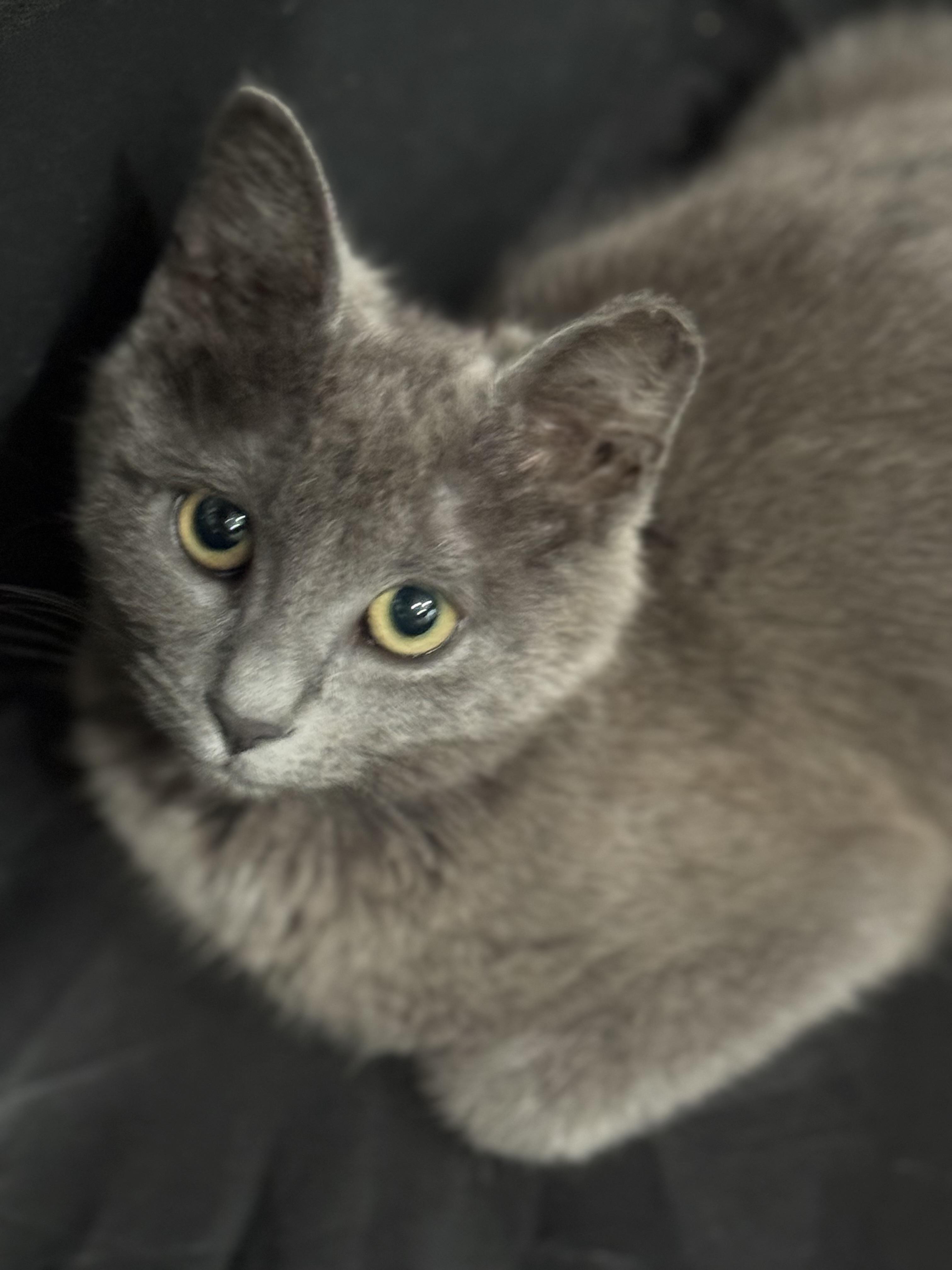 Enlarge GREYCIE, a ADOPTABLE Domestic Short Hair in Houston, TX image 4/6