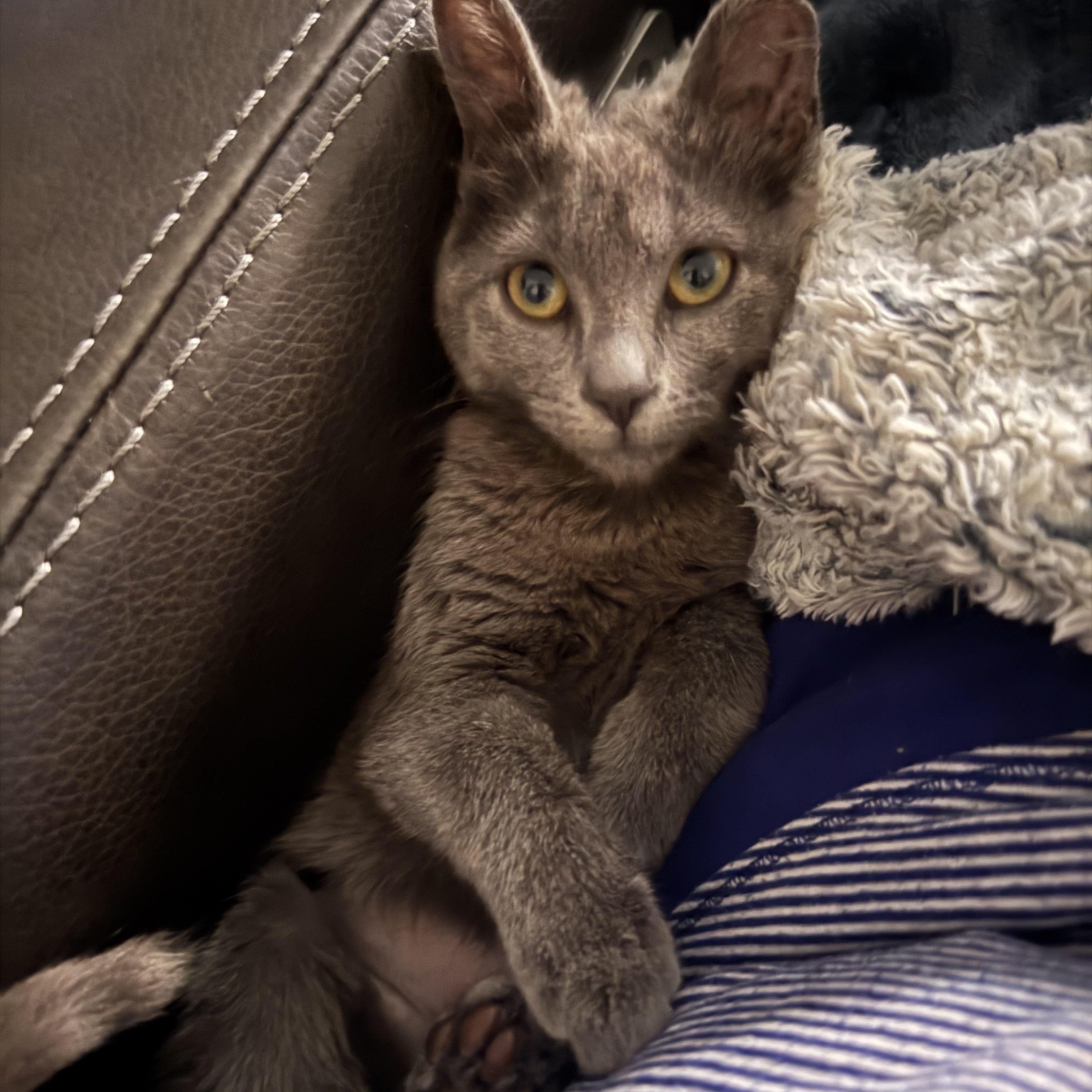 Enlarge GREYCIE, a ADOPTABLE Domestic Short Hair in Houston, TX image 6/6
