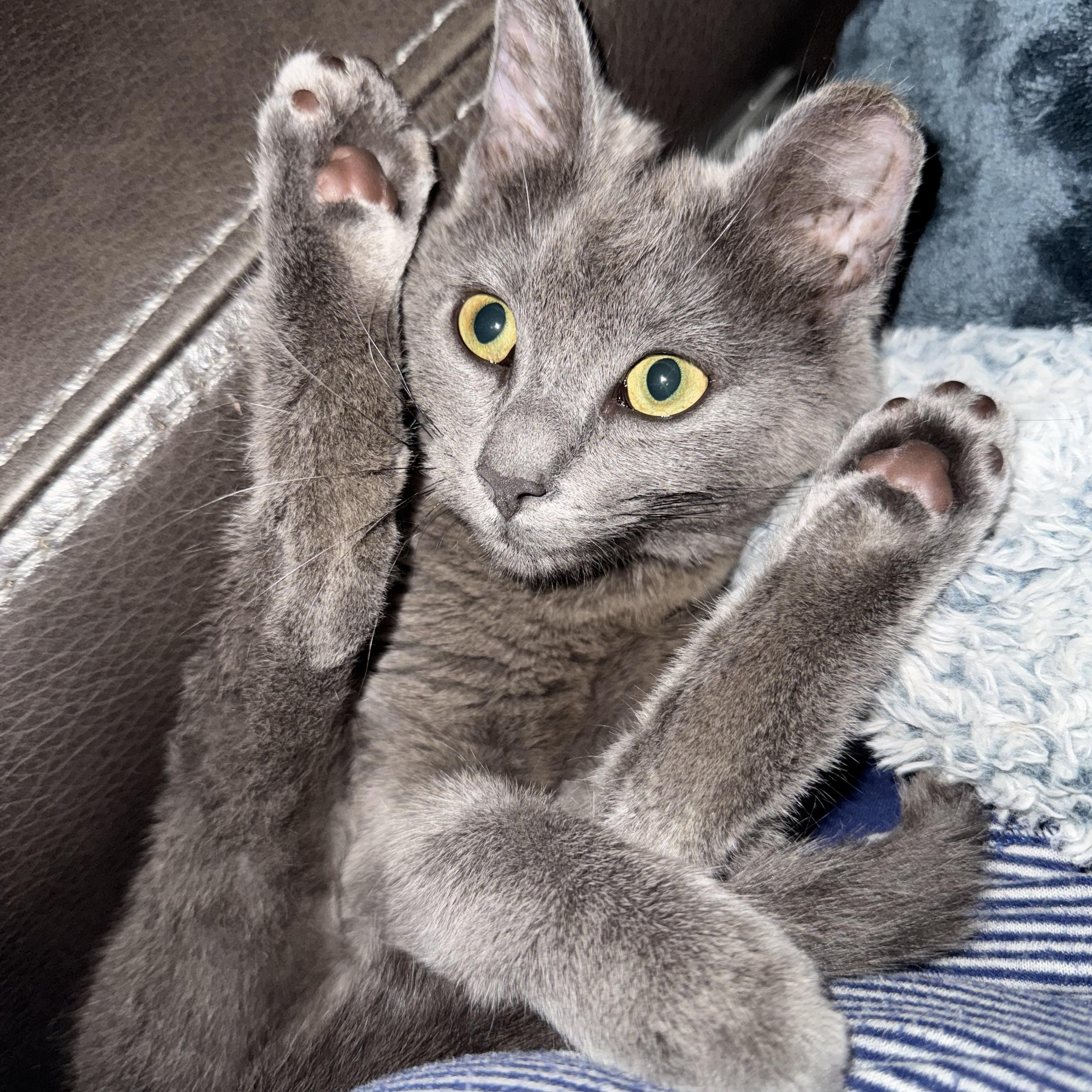 Enlarge GREYCIE, a ADOPTABLE Domestic Short Hair in Houston, TX image 3/6