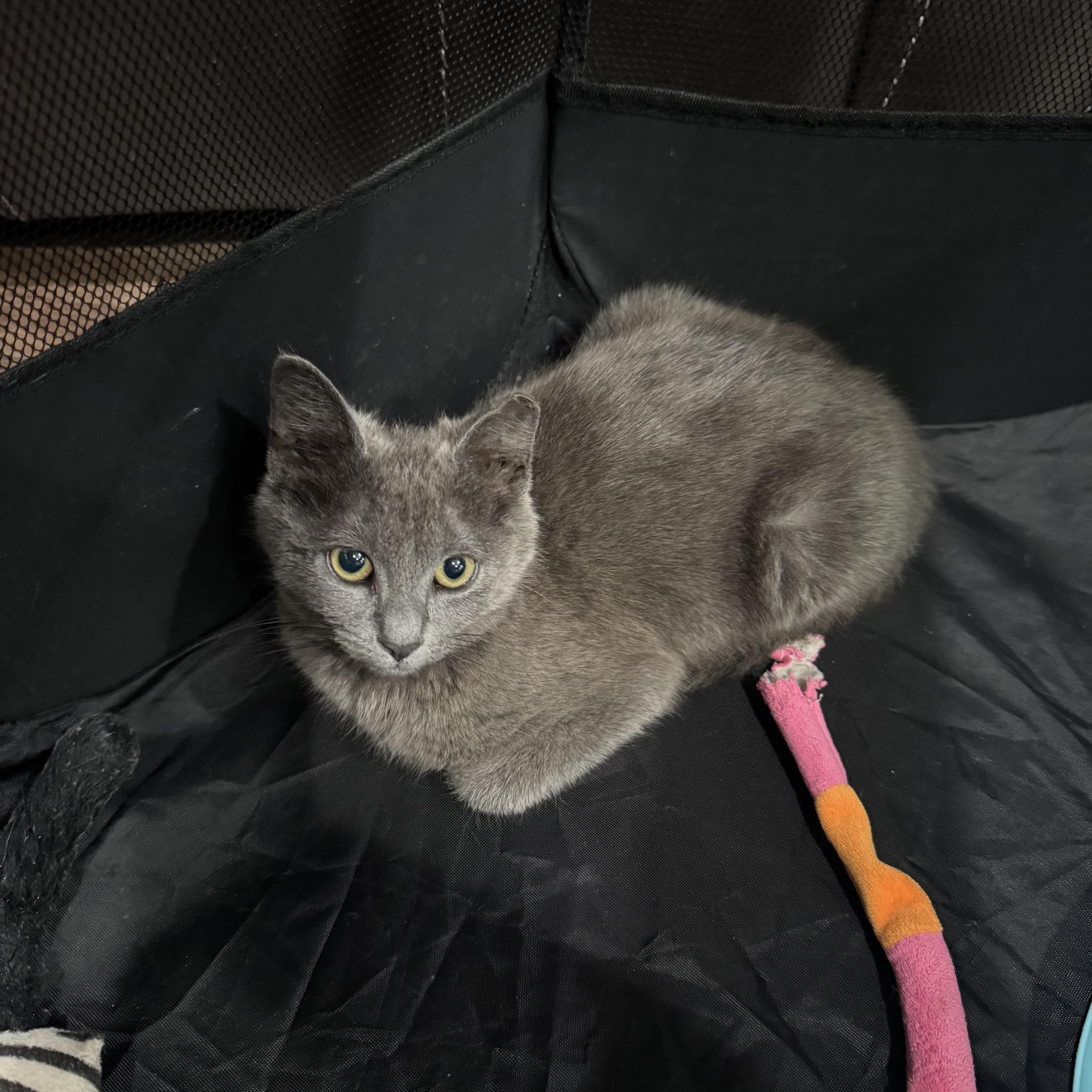 Enlarge GREYCIE, a ADOPTABLE Domestic Short Hair in Houston, TX image 5/6