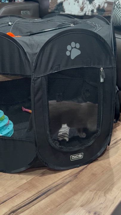 Enlarge GREYCIE, a ADOPTABLE Domestic Short Hair in Houston, TX video 2/6