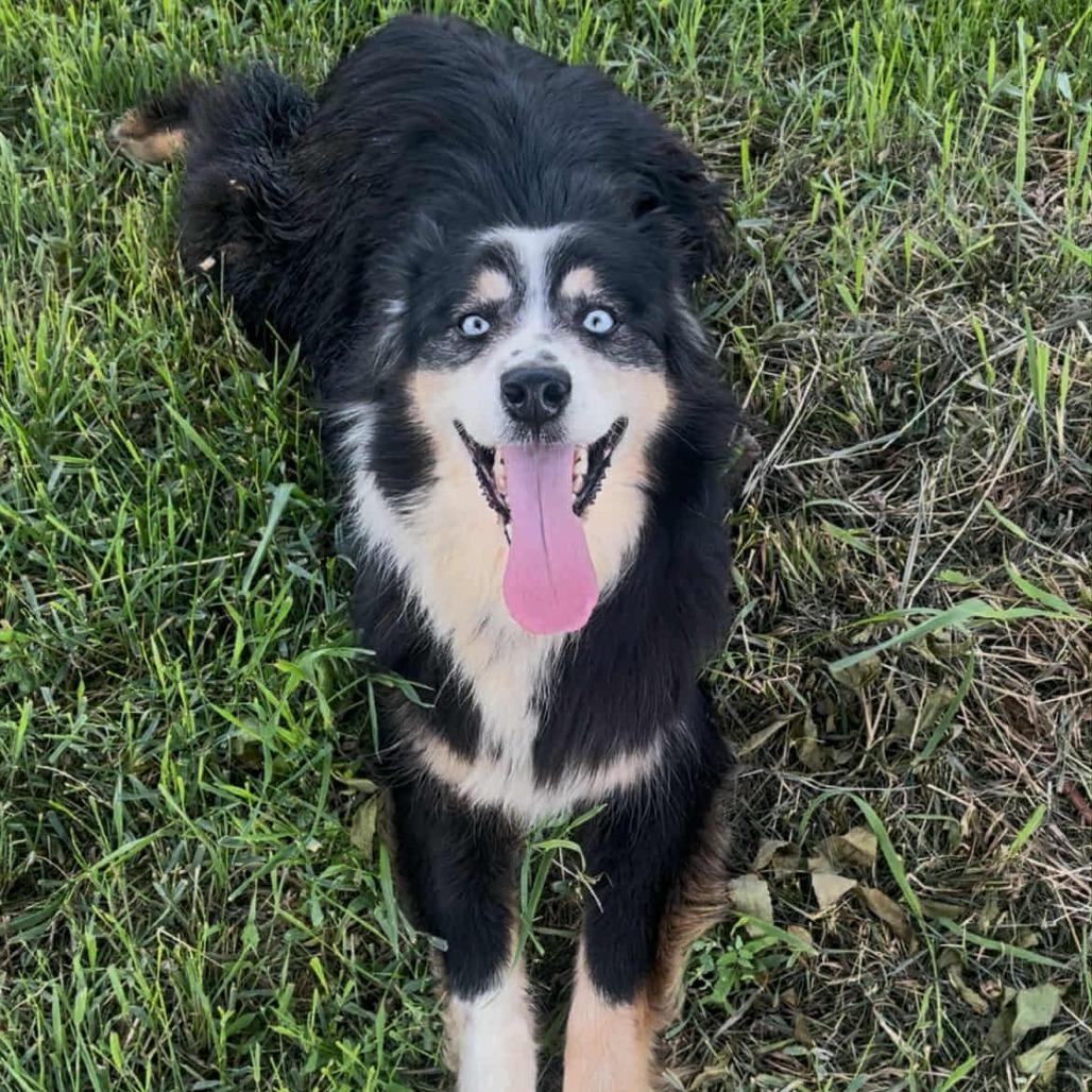 Taylor, Adoptable, Senior Female Australian Shepherd & Australian Shepherd.
