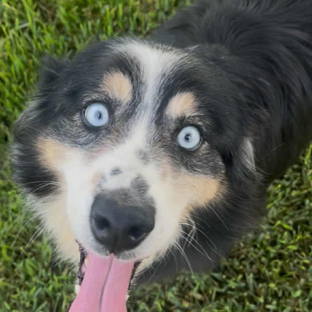 Enlarge Taylor, a Adoptable mixed breed in Ada, MN image 3/3