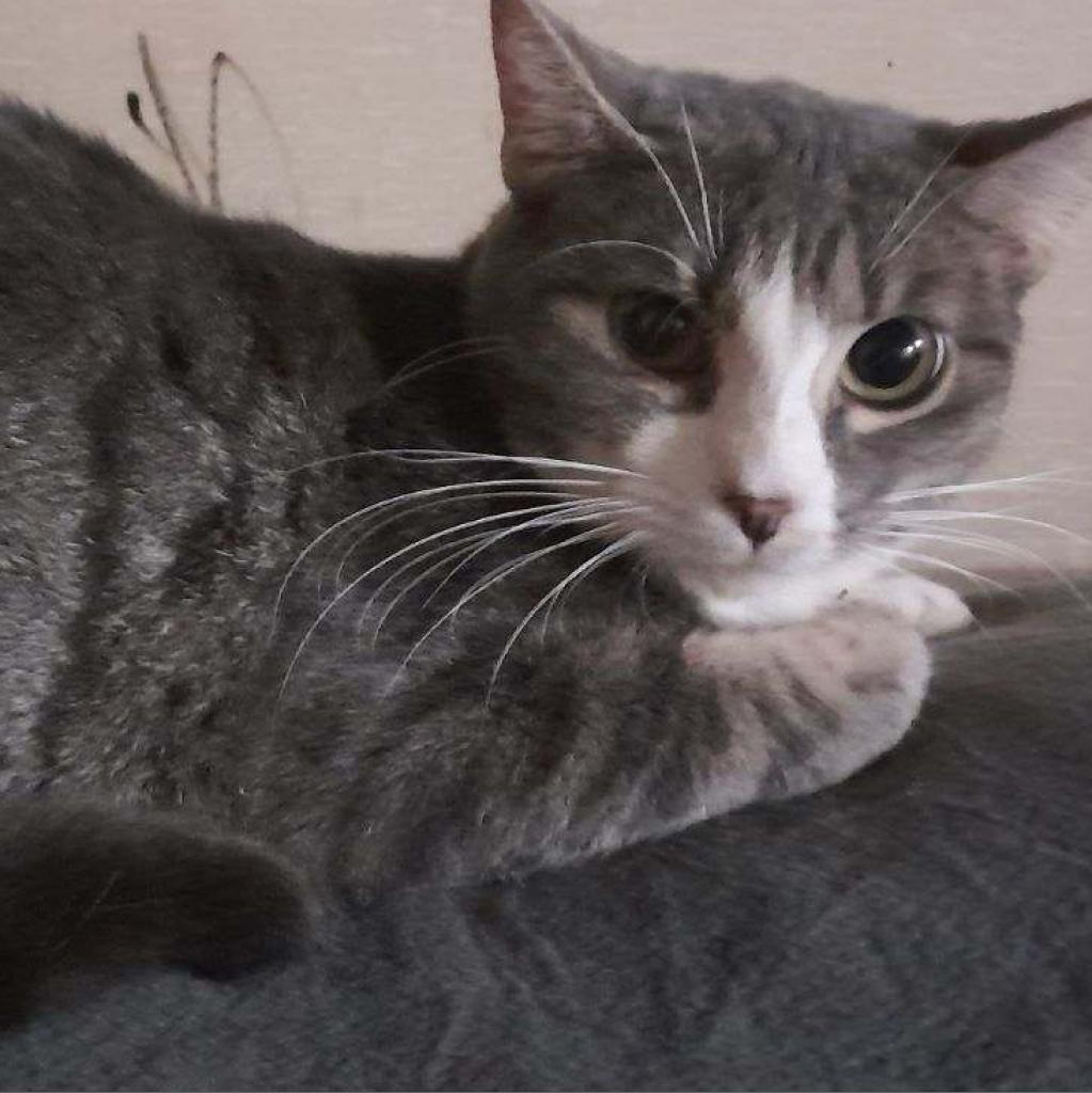 Cynthia, Adoptable, Adult Female Domestic Short Hair.