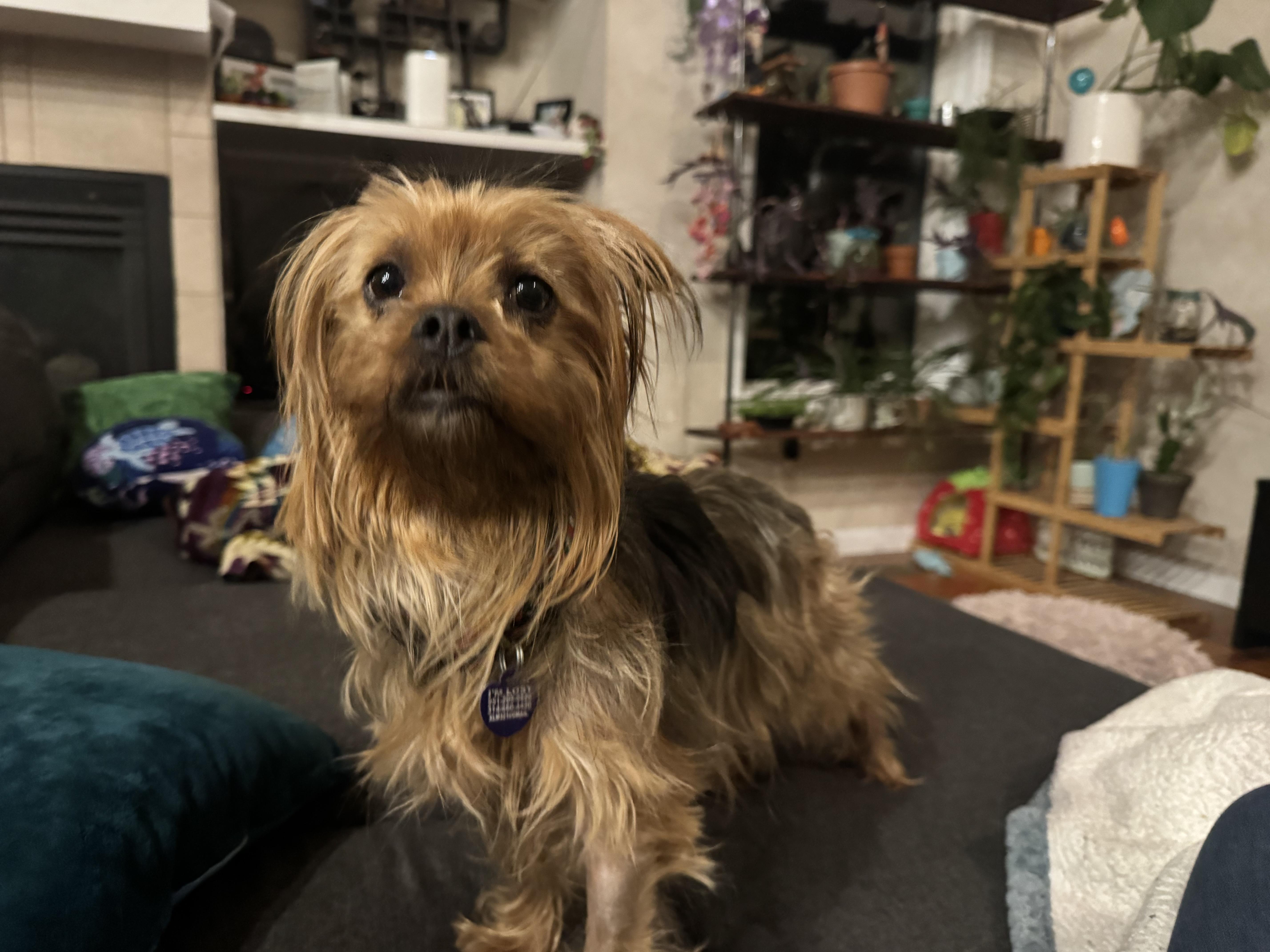 Enlarge Sandy , an adopted Yorkshire Terrier in Denver, CO image 5/5