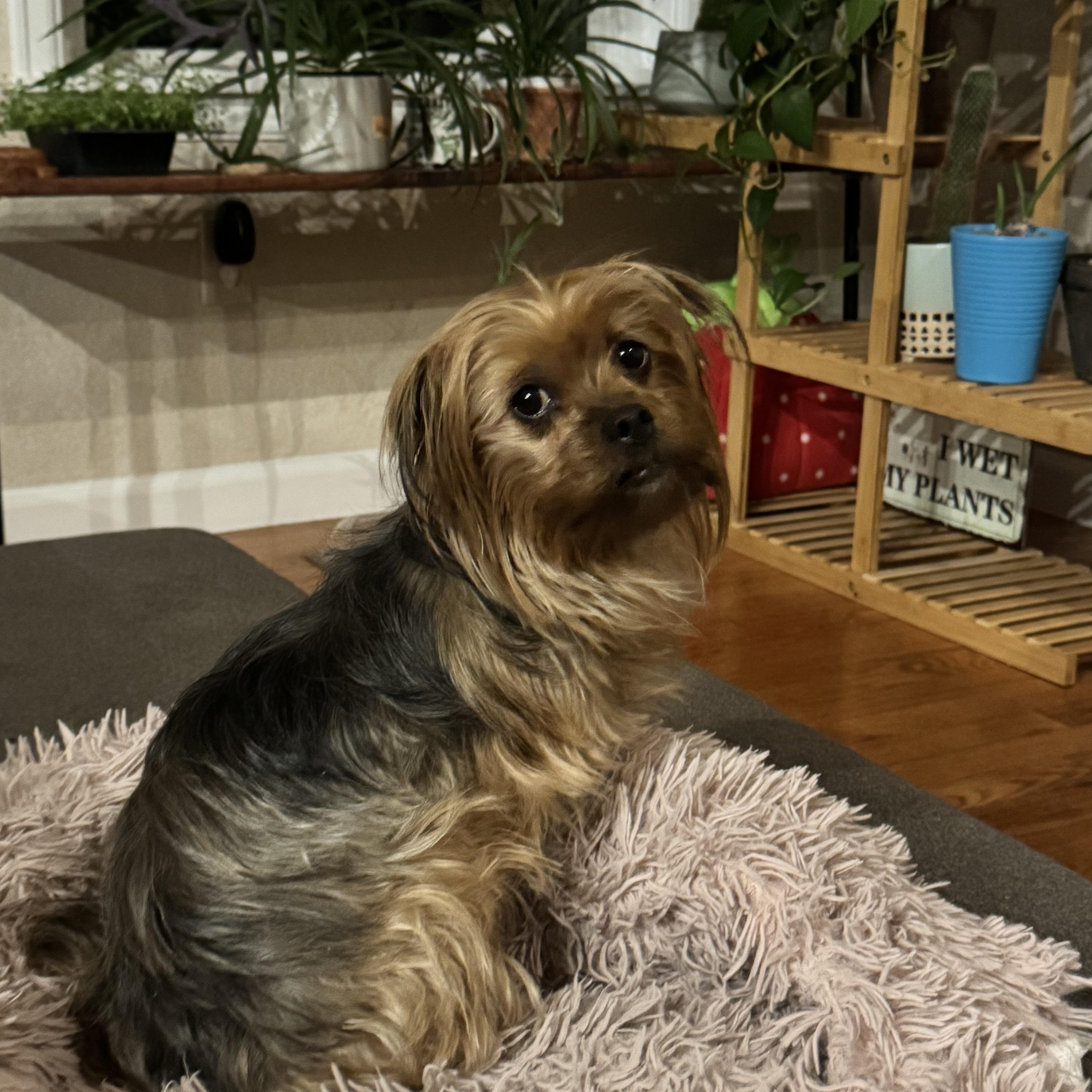 Enlarge Sandy , an adopted Yorkshire Terrier in Denver, CO image 2/5