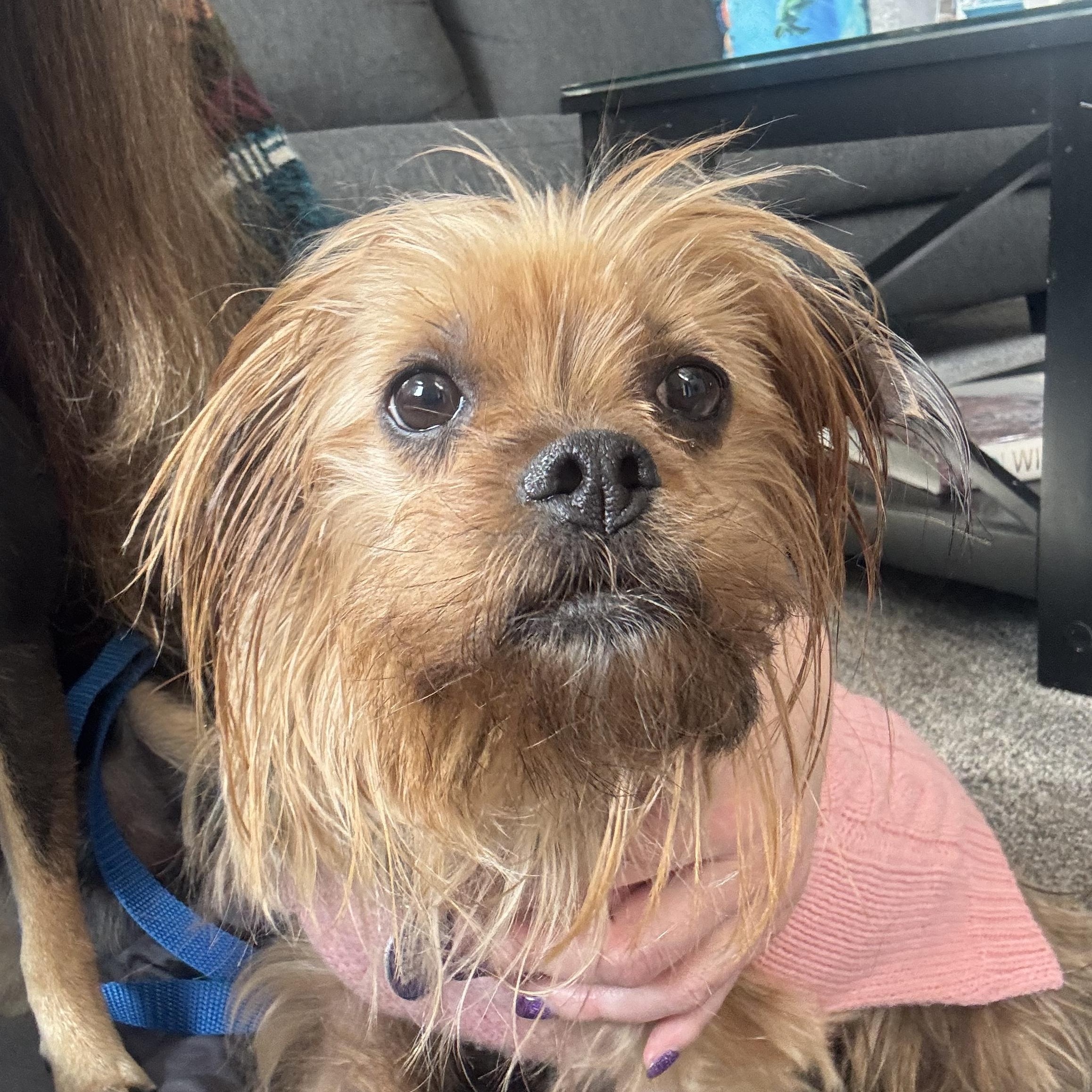 Enlarge Sandy , an adopted Yorkshire Terrier in Denver, CO image 4/5