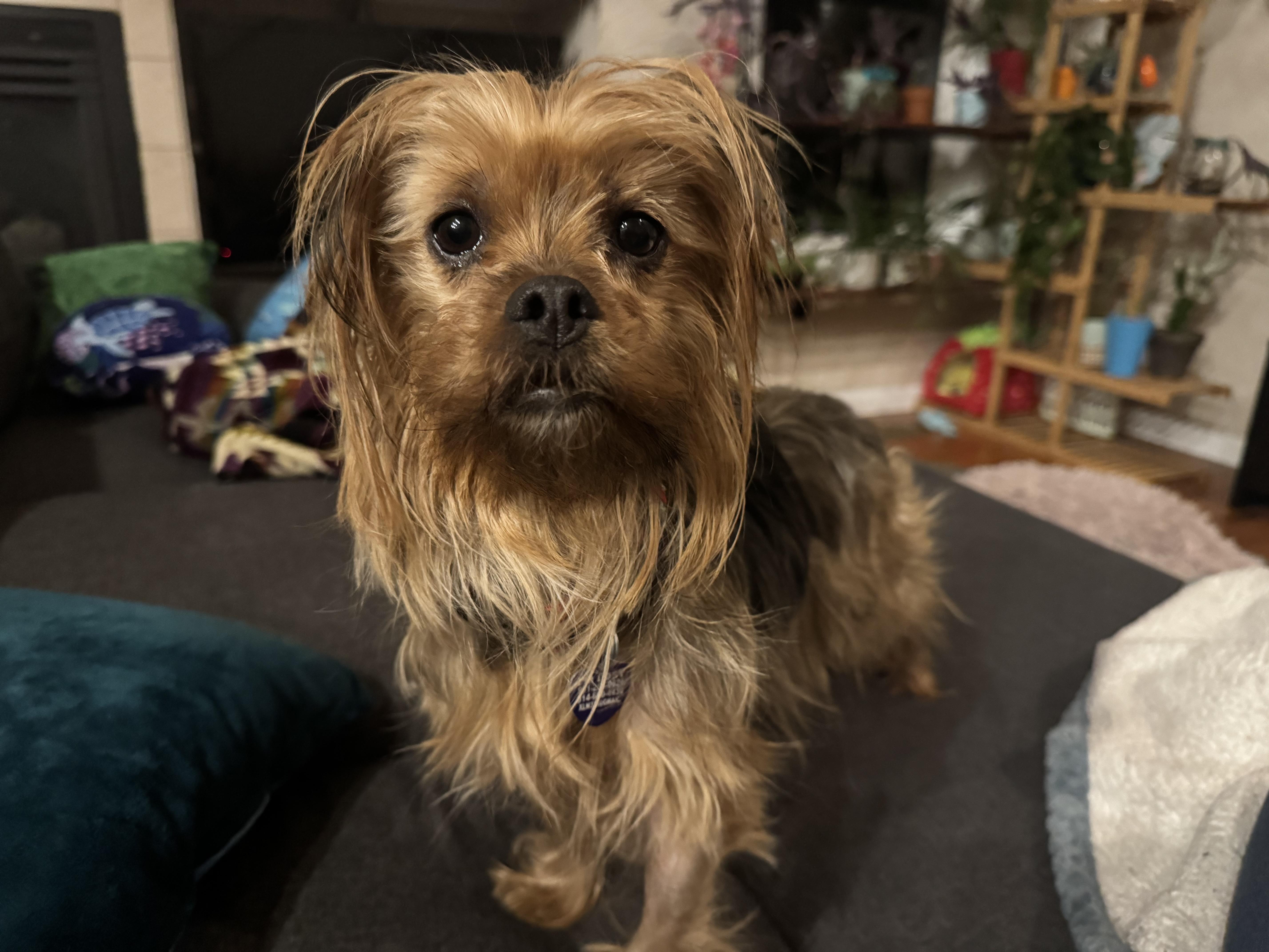 Enlarge Sandy , an adopted Yorkshire Terrier in Denver, CO image 1/5