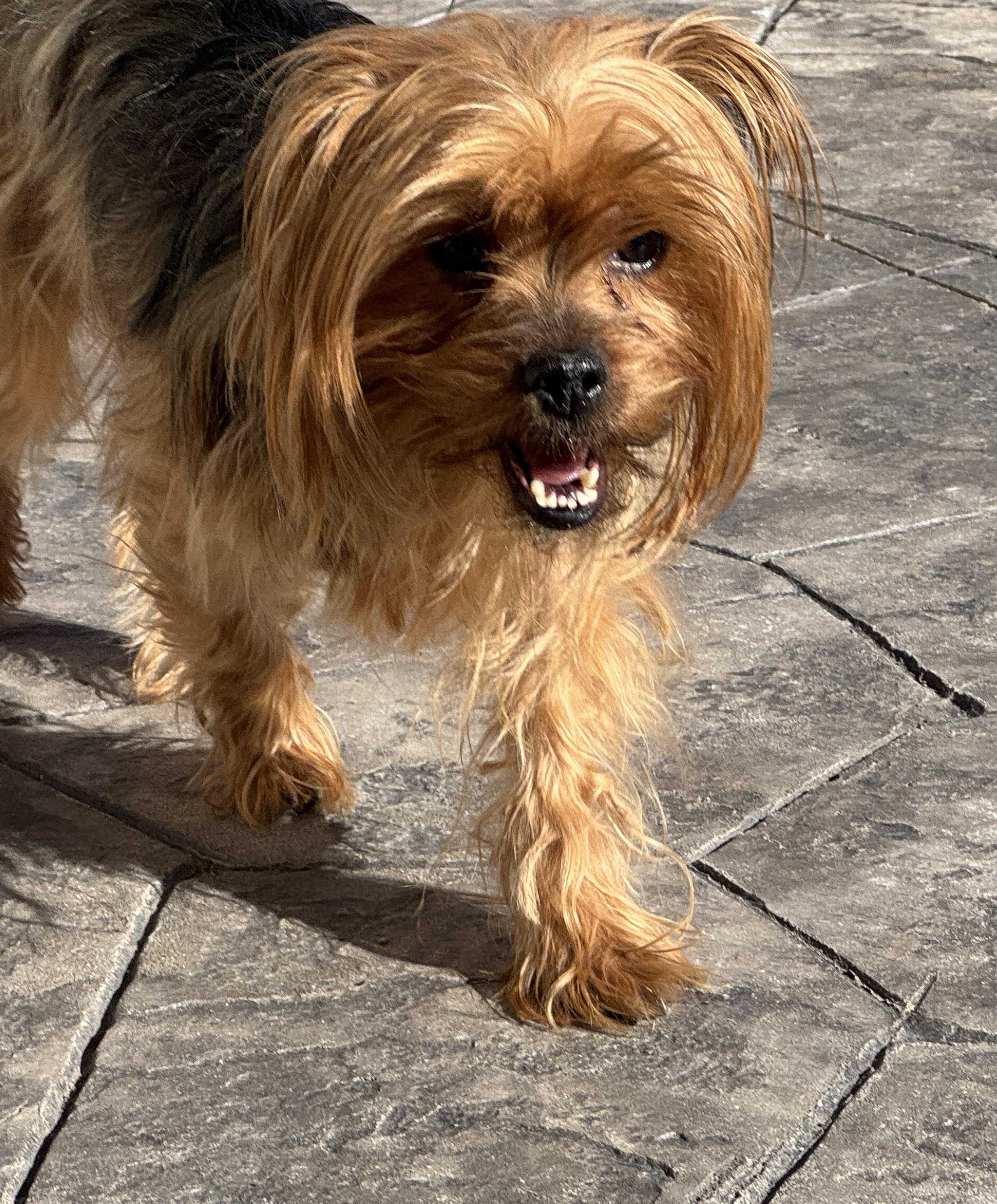 Enlarge Sandy , an adopted Yorkshire Terrier in Denver, CO image 3/5