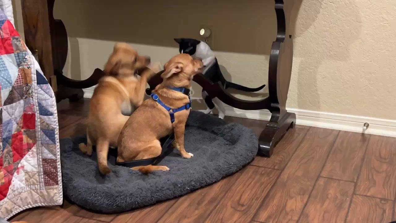 Enlarge Flash, a Adoptable mixed breed in Marble Falls, TX video 5/6