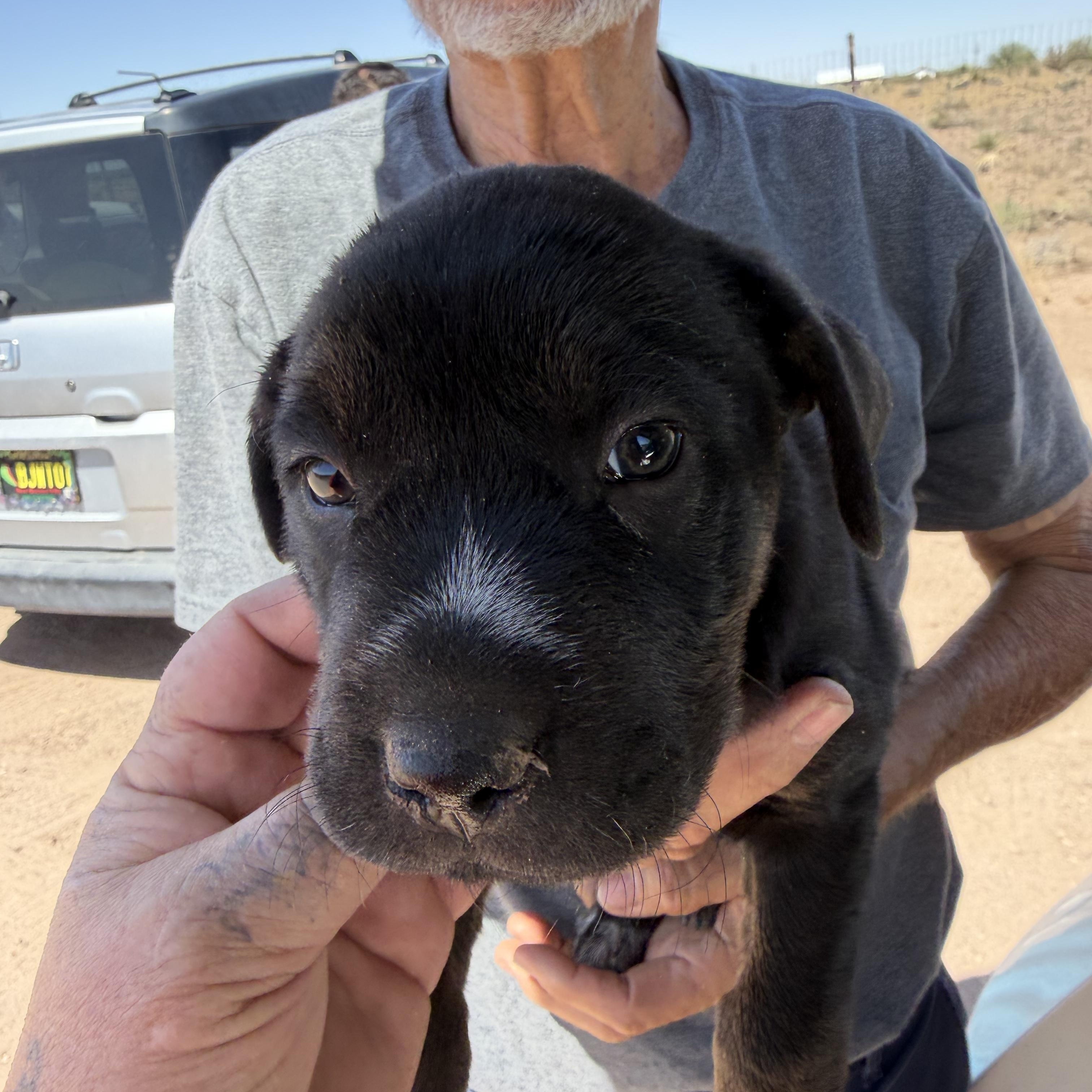 Enlarge Mercury, a ADOPTABLE mixed breed in Deming, NM image 1/1
