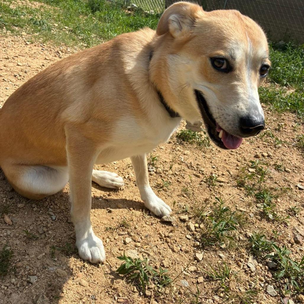 Saddie/Ursula, Adoptable, Adult Female Terrier & American Staffordshire Terrier.