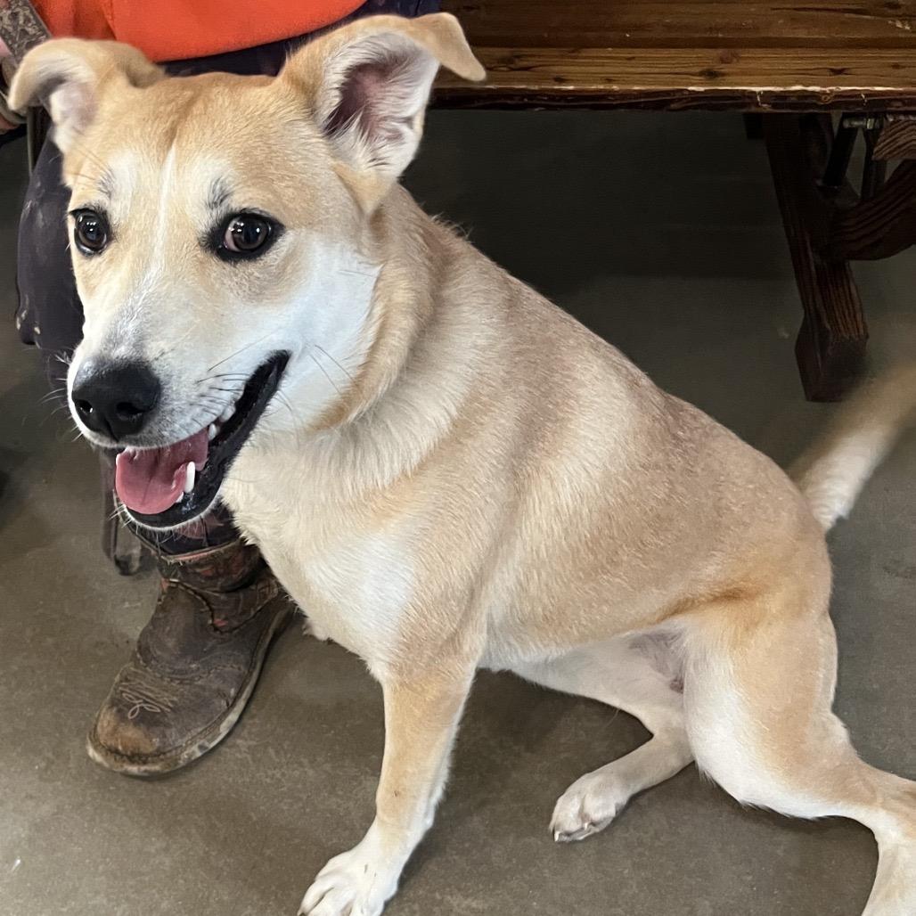 Saddie/Ursula, a Adoptable mixed breed in Hohenwald, TN image 1/4
