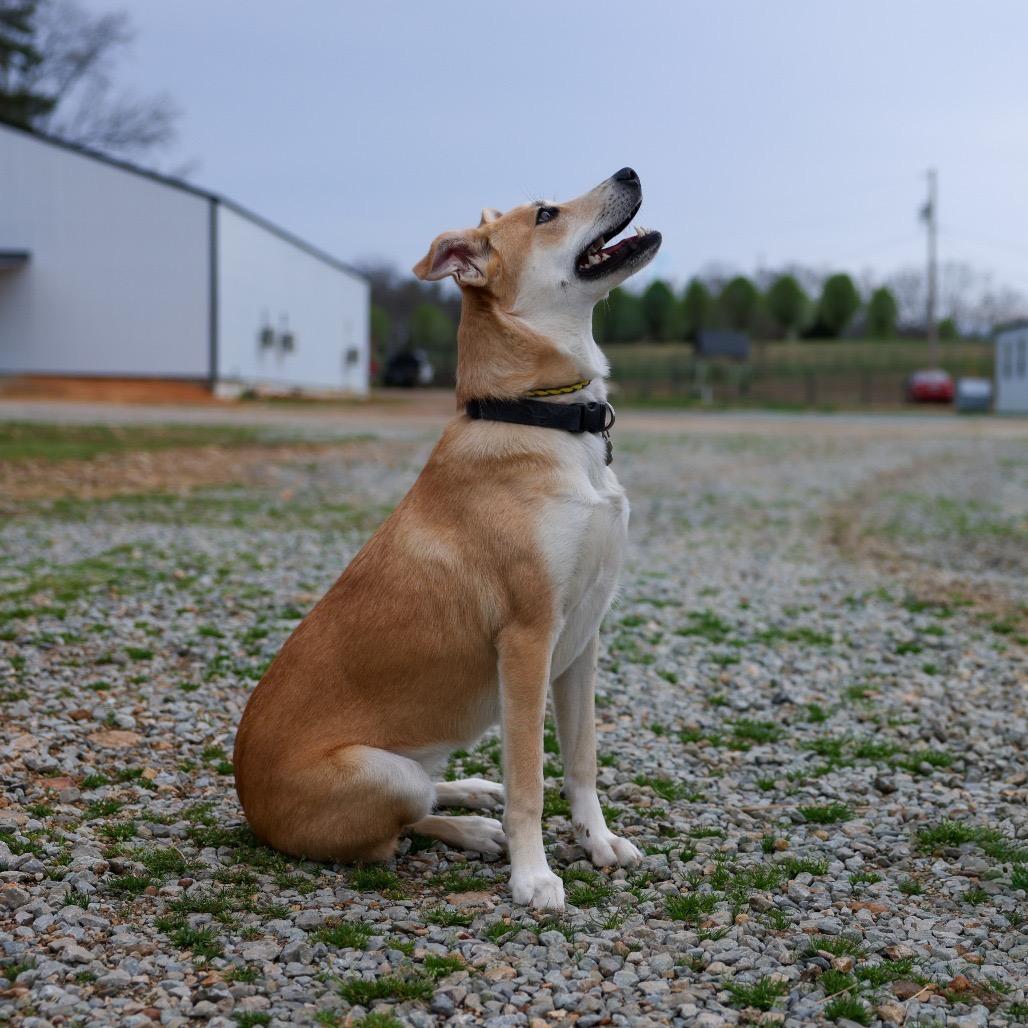 Saddie/Ursula, a Adoptable mixed breed in Hohenwald, TN image 2/4