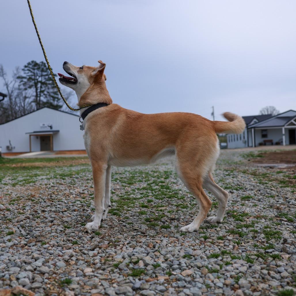 Saddie/Ursula, a Adoptable mixed breed in Hohenwald, TN image 3/4