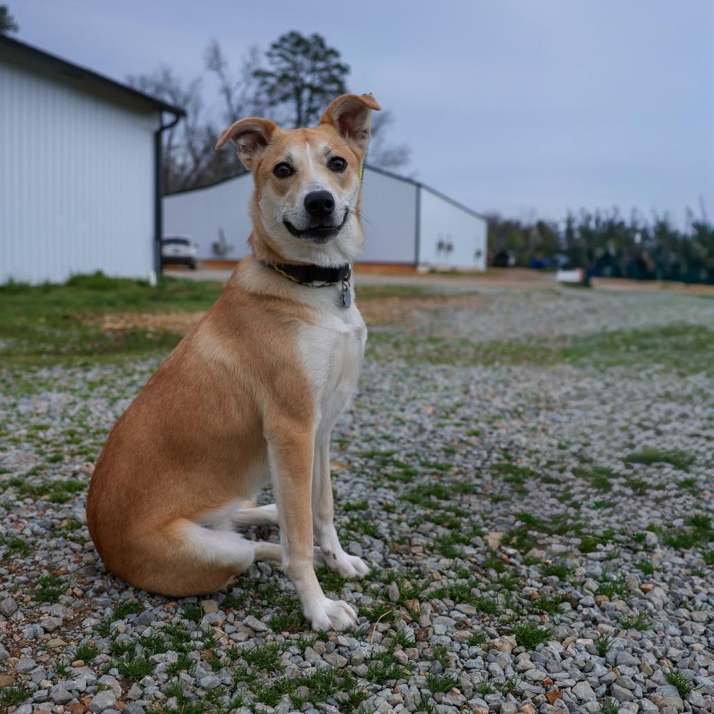 Saddie/Ursula, a Adoptable mixed breed in Hohenwald, TN image 4/4