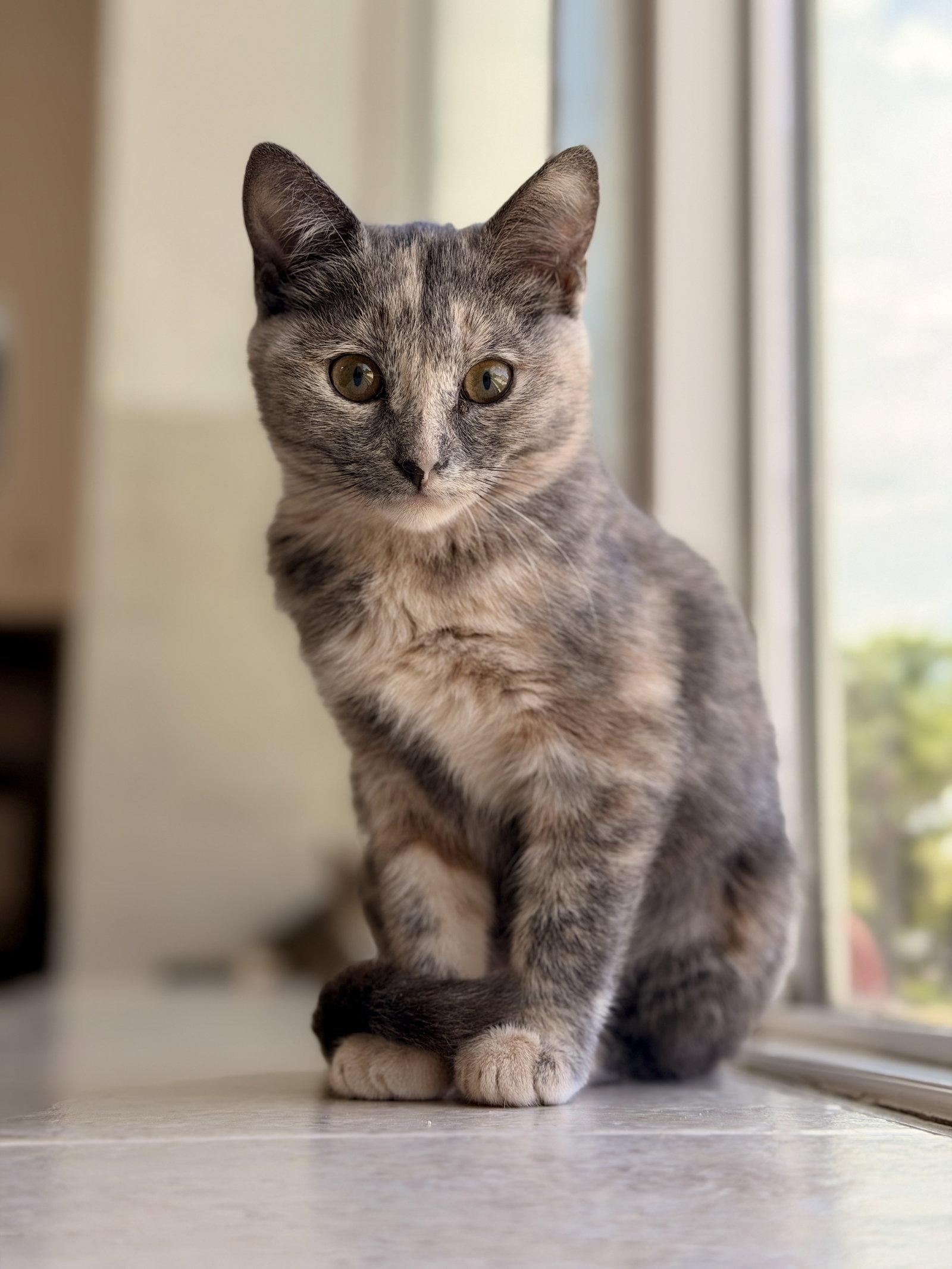 Scallop, Adopted, Kitten Female Domestic Short Hair.